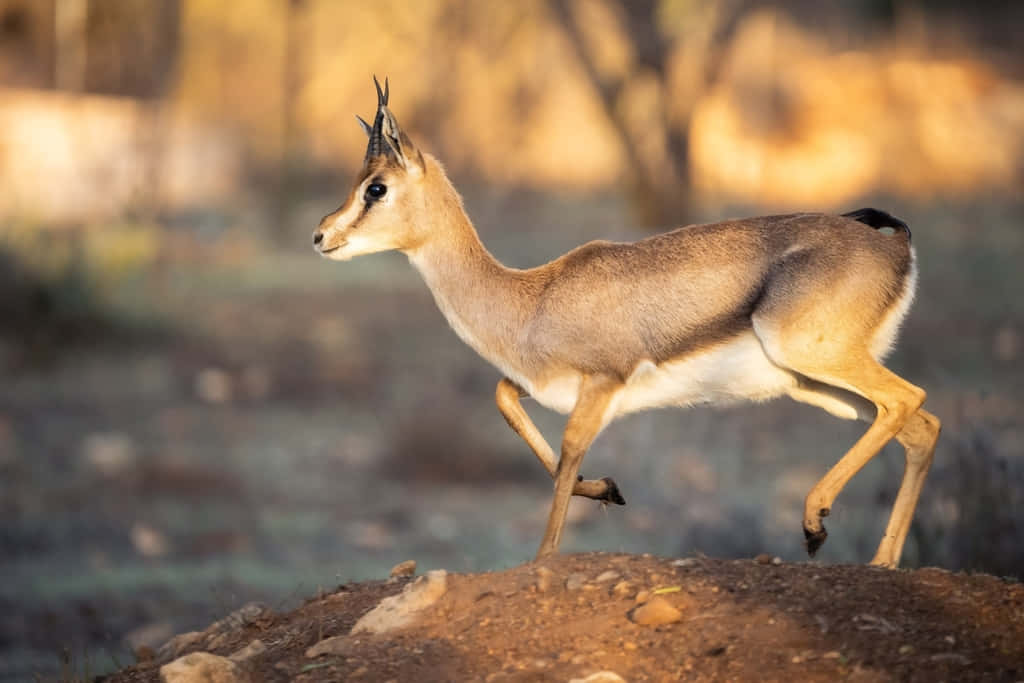gazelle, sunlit dirt mound, golden foliage, SD Desktop Wallpaper