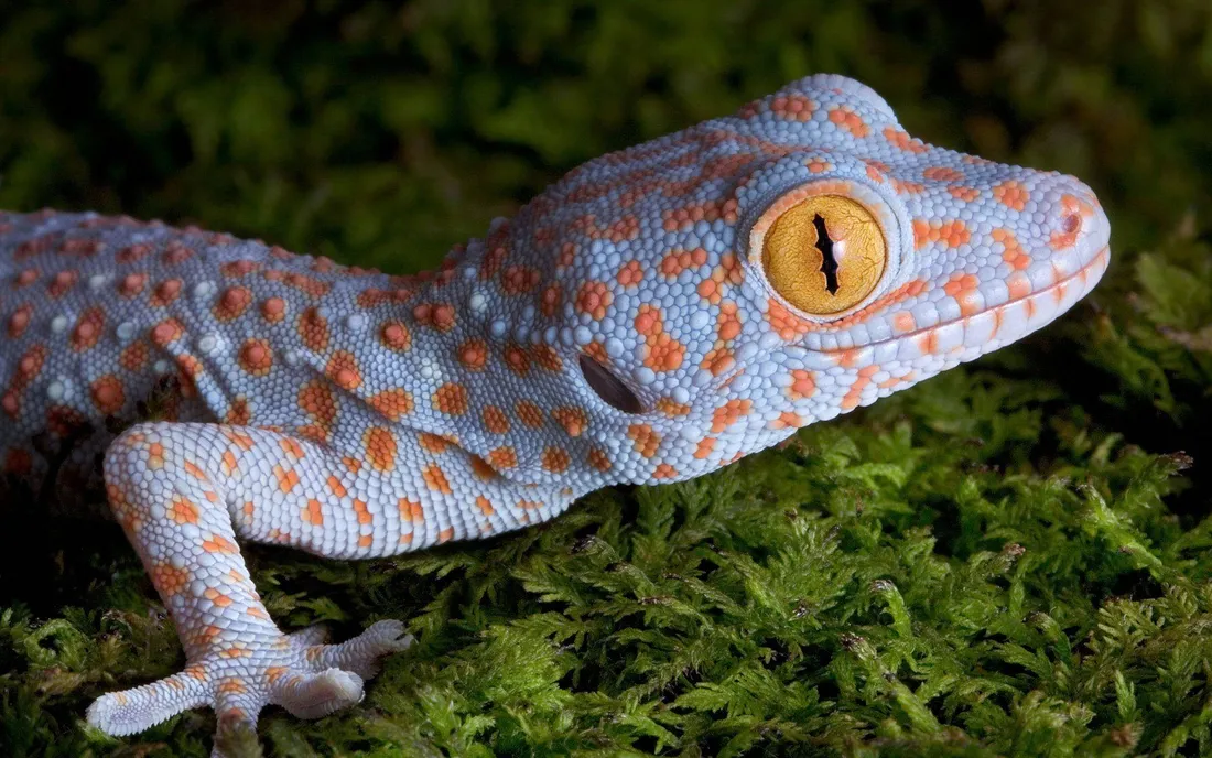 Gecko Moria