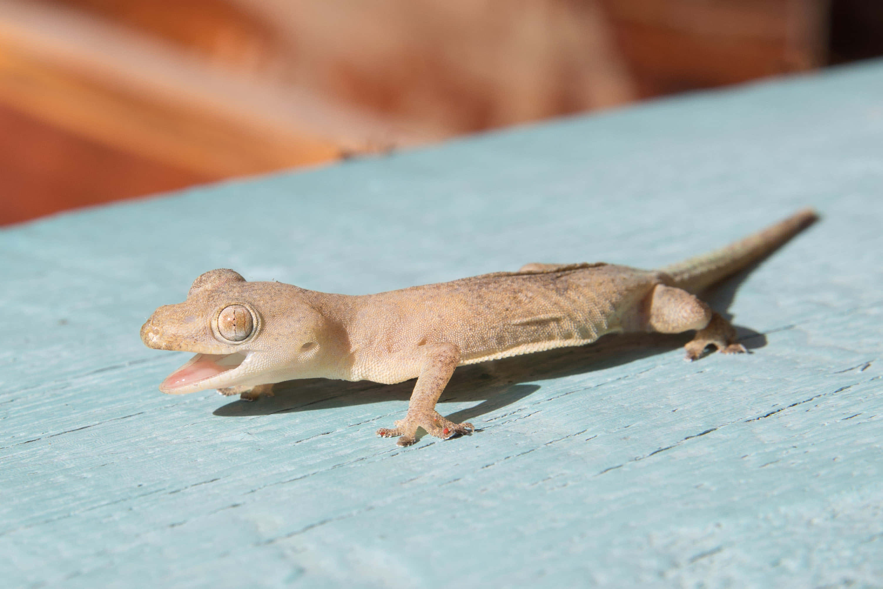 gecko, turquoise surface, beige gecko, 2K Desktop Wallpaper