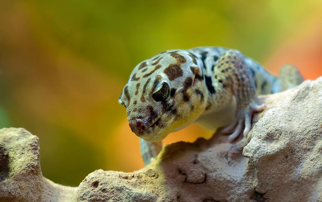 Gecko Wallpapers