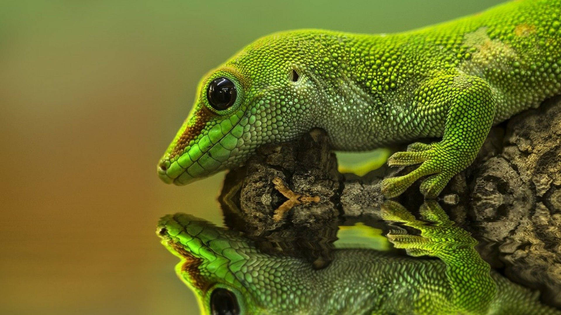 green gecko, mossy branch, water, Full HD Desktop Wallpaper