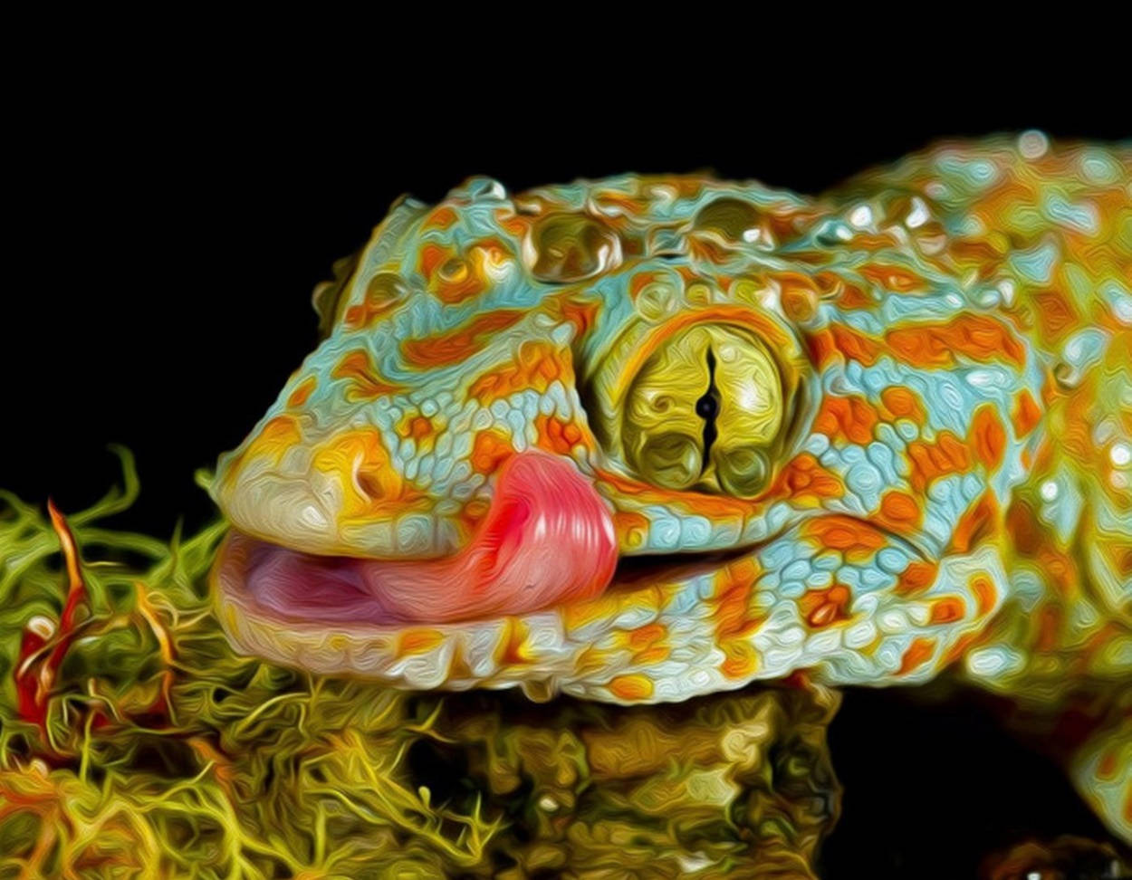 blue orange gecko, orange and teal patterns, pink tongue, SD Desktop Wallpaper