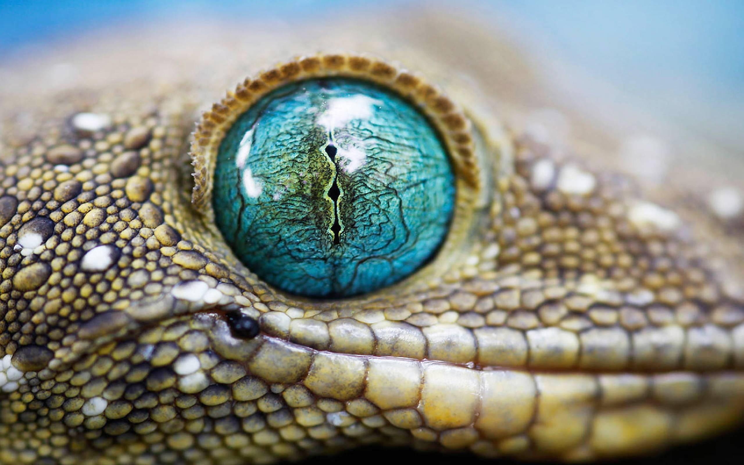 blue eyed tokay gecko, turquoise eye, vertical pupil, 2K Desktop Wallpaper