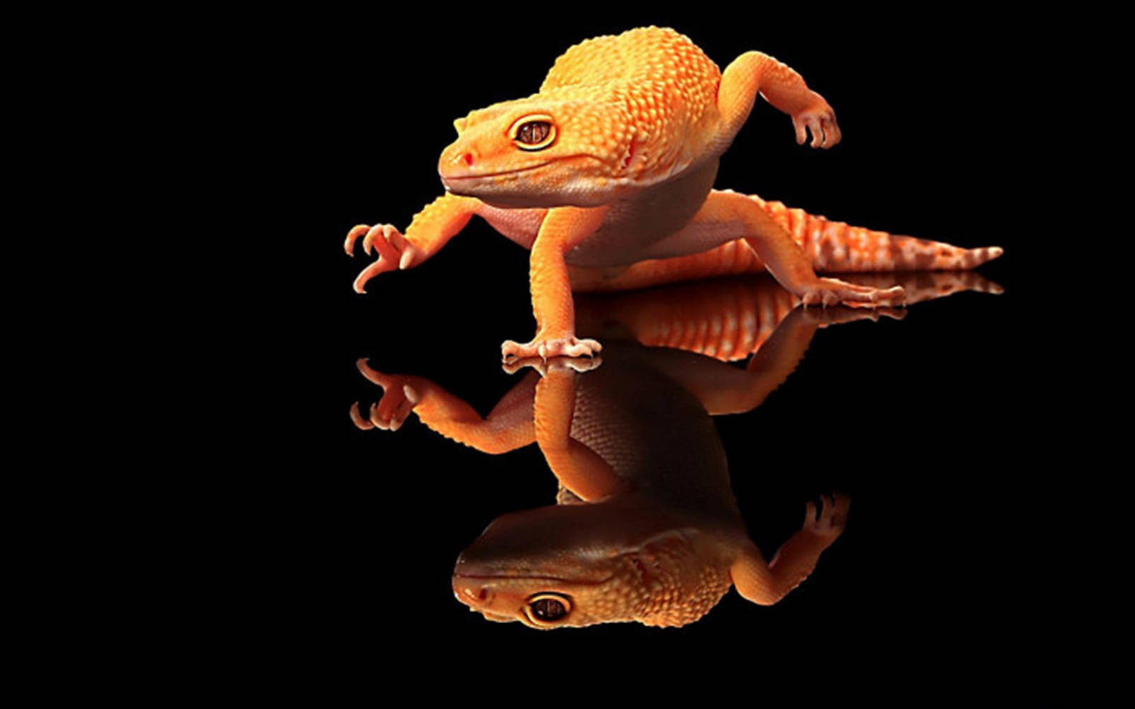 orange gecko, reflective surface, stark black background, HD Desktop Wallpaper