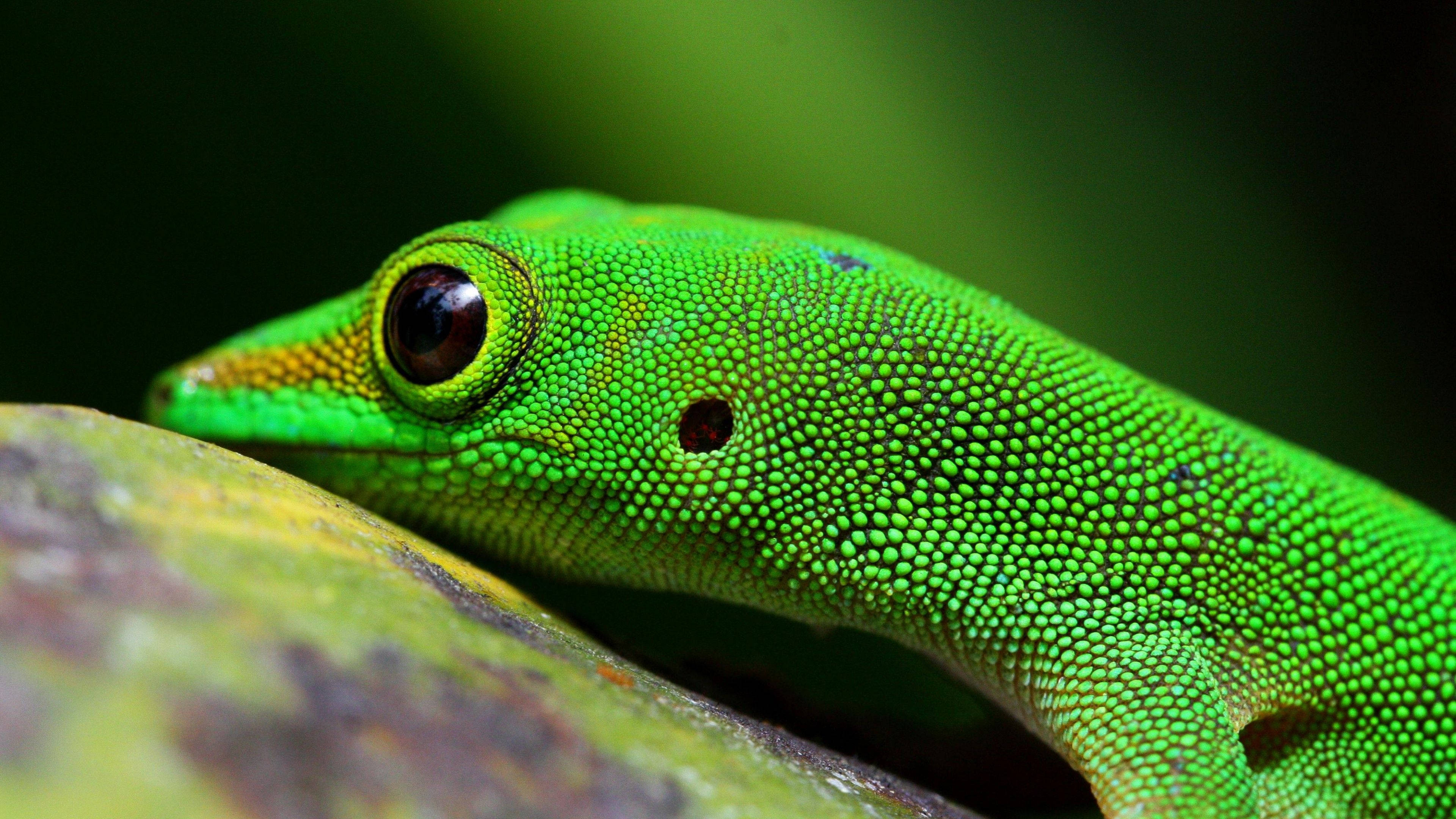 green gecko, moss rock, detailed scales, 4K Desktop Wallpaper
