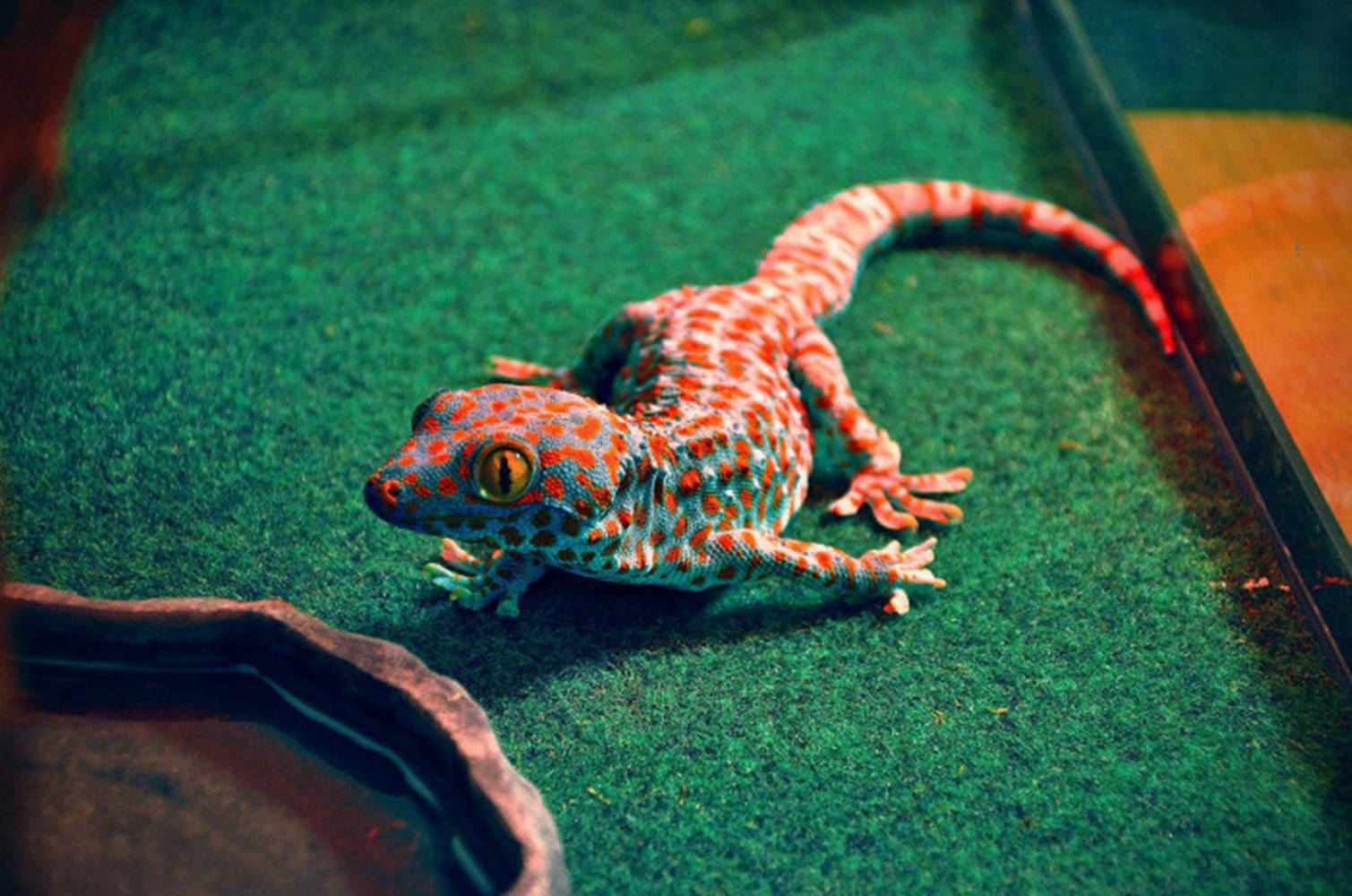orange spotted gecko, red and blue gecko, yellow eyes, HD Desktop Wallpaper