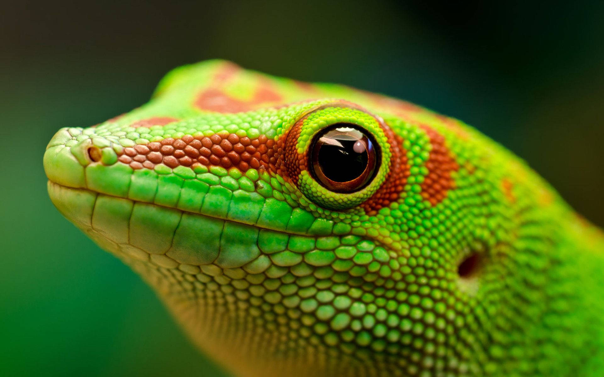 green gecko, red spots, orange markings, Full HD Desktop Wallpaper