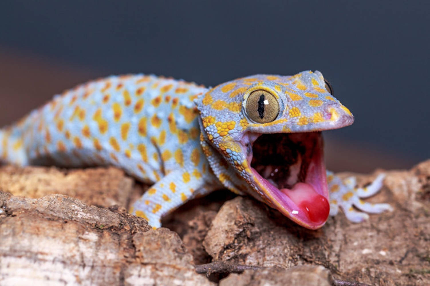 Gecko, blue and yellow spots, rough bark, HD Desktop Wallpaper