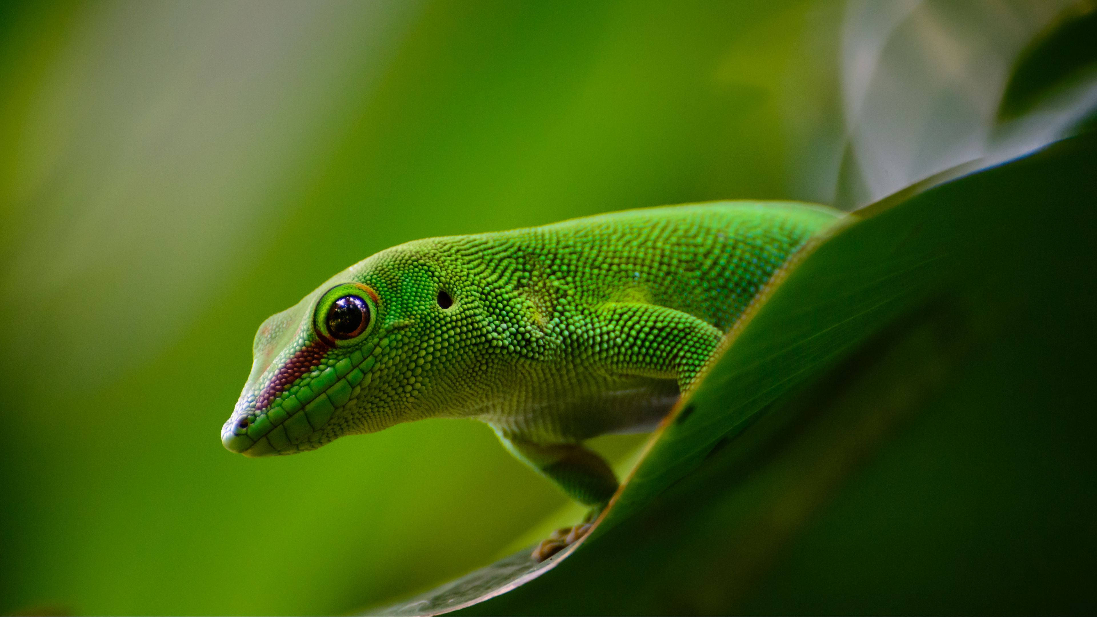 green gecko, green leaf, lush tropical setting, 4K Desktop Wallpaper