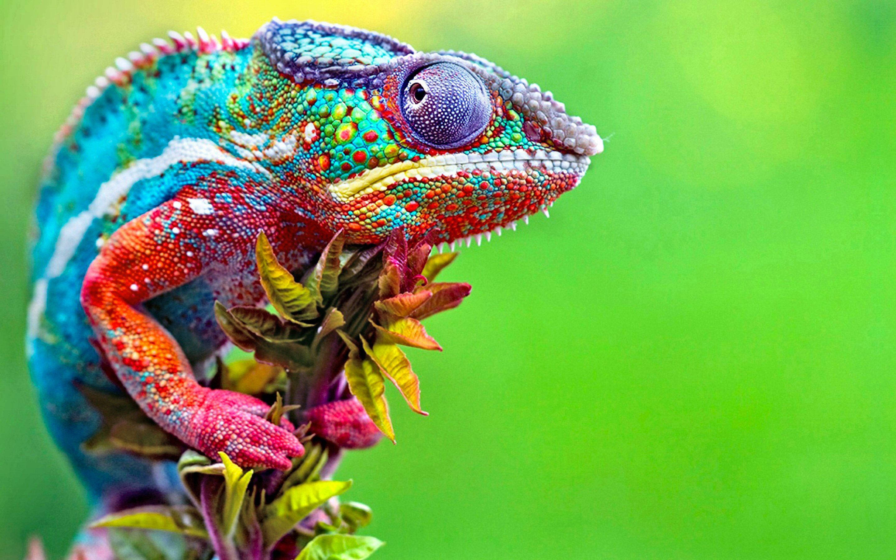 colorful gecko, green, leafy branch, 2K Desktop Wallpaper