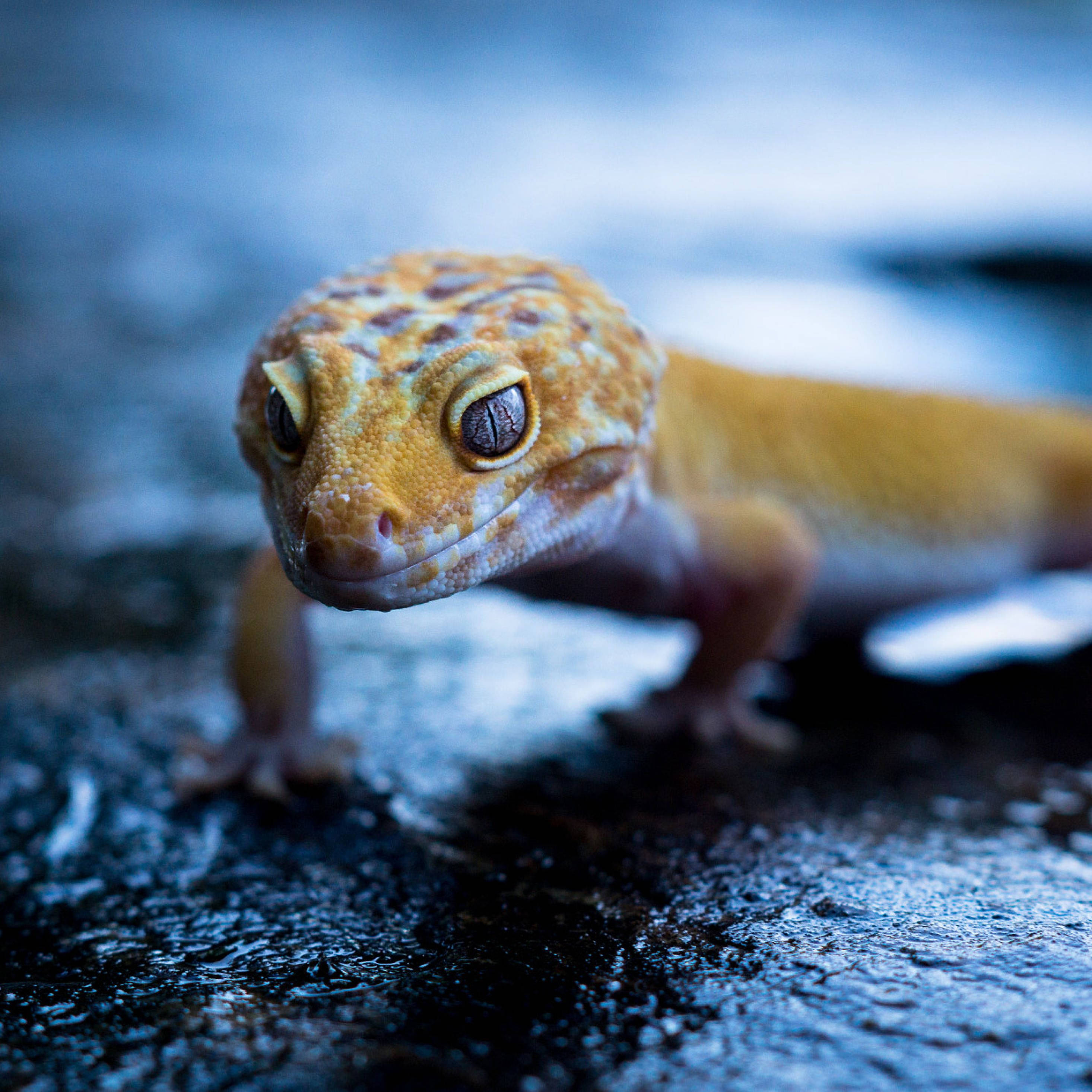 yellow gecko, wet dark surface, cool blue lighting, 2K Desktop Wallpaper