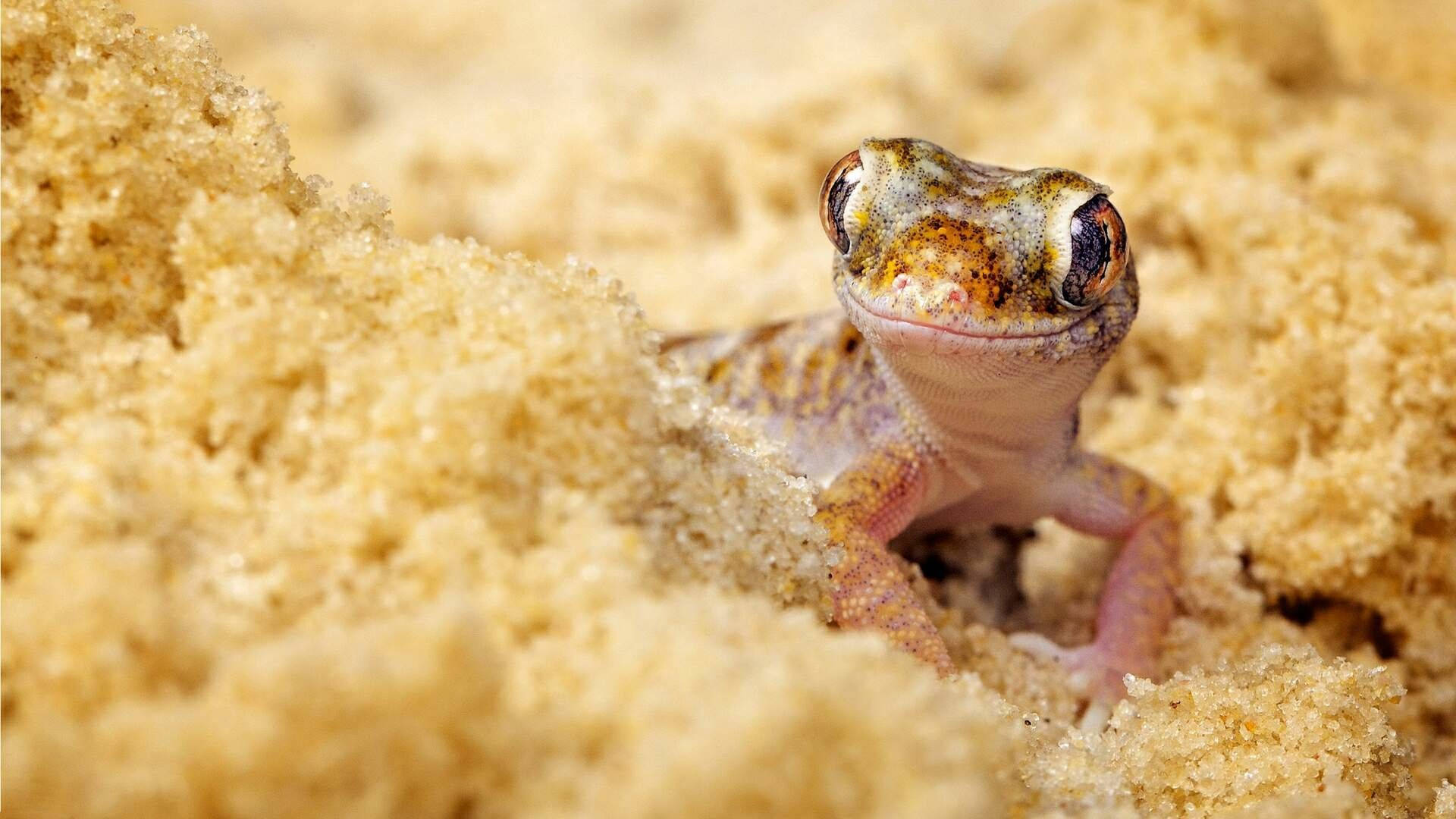 Brown Gecko, dwarf sand, desert gecko, Full HD Desktop Wallpaper