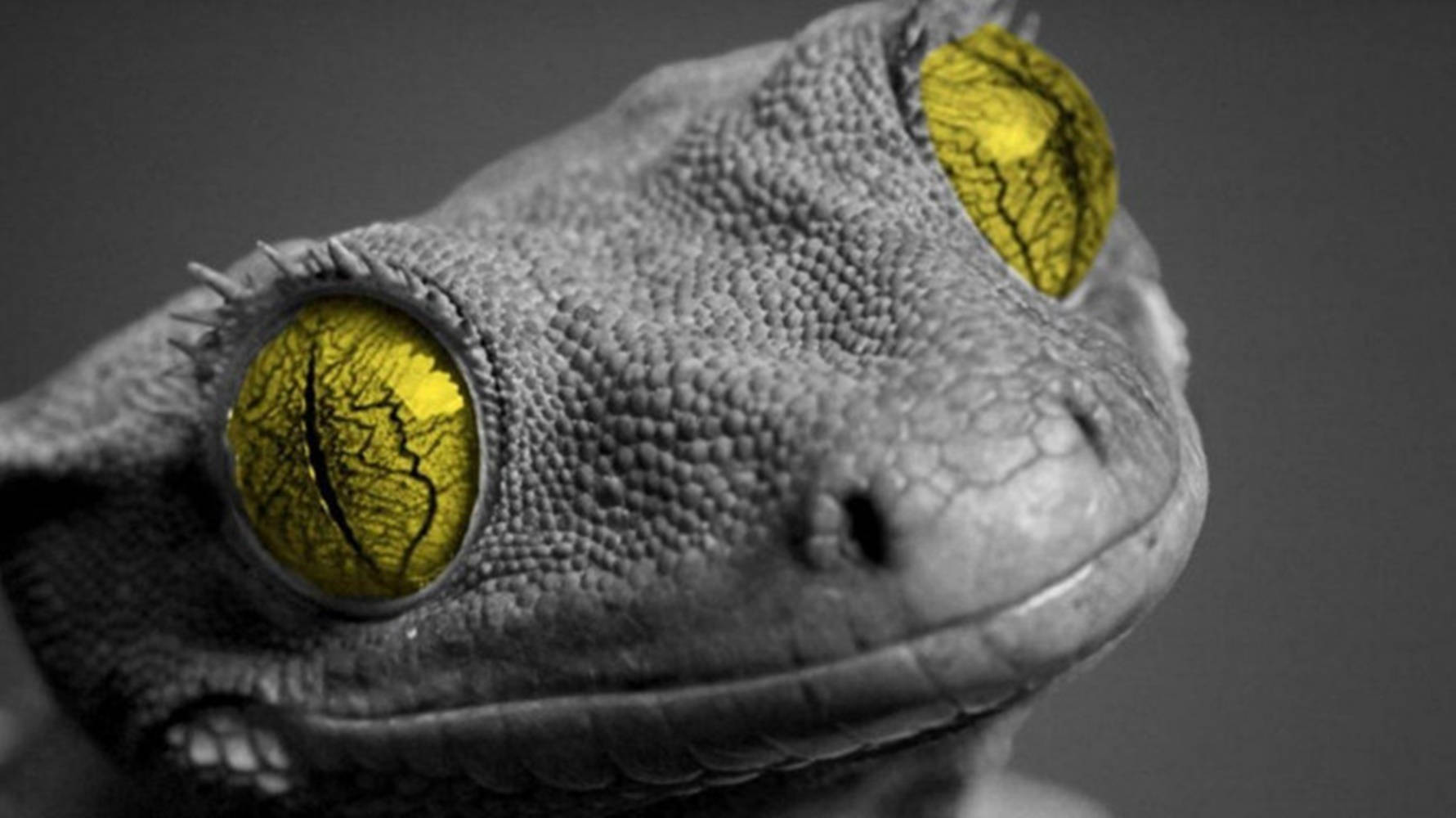 green eyed gecko, grayscale, textured gray head, HD Desktop Wallpaper