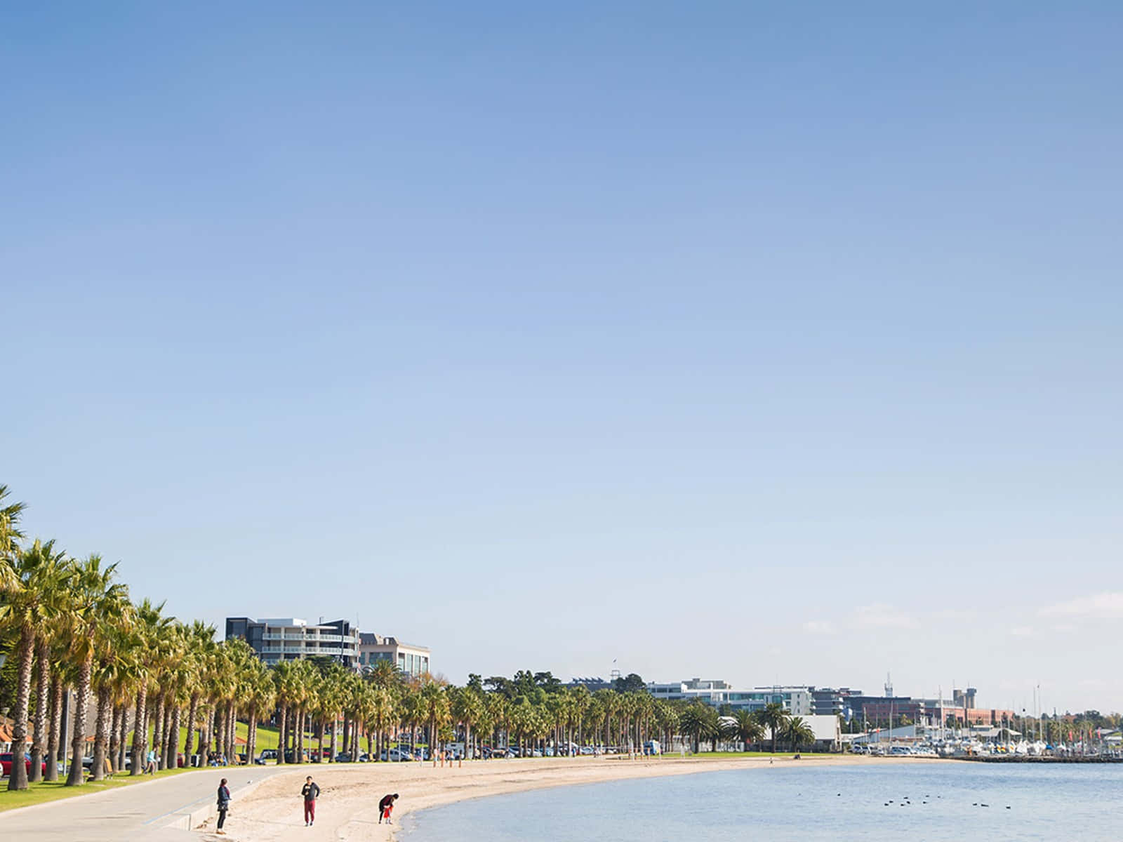 Geelong, coastal promenade, palm trees, HD Desktop Wallpaper