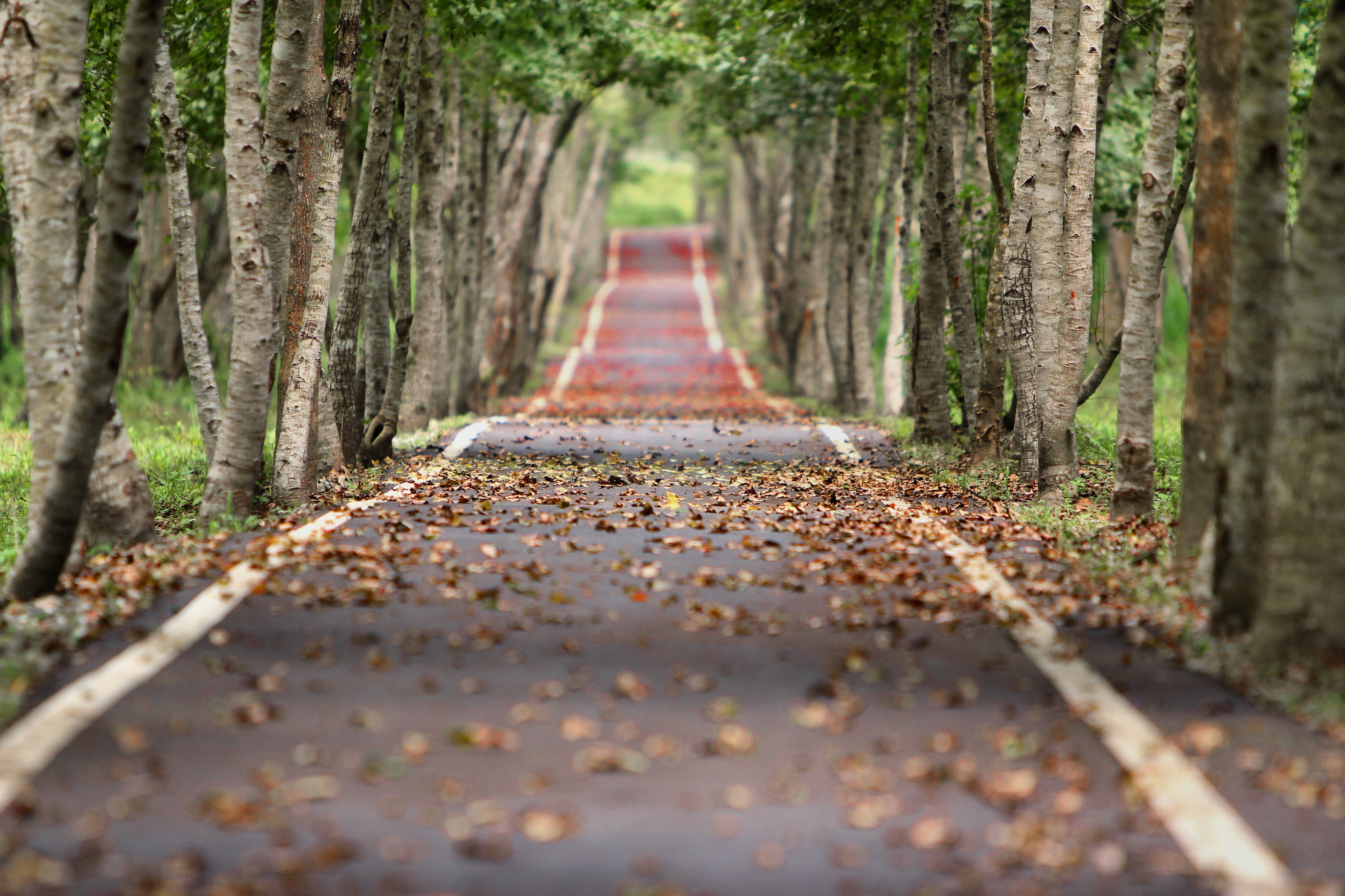 3D Desktop, empty road, winding tree-lined path, 5K Desktop Wallpaper