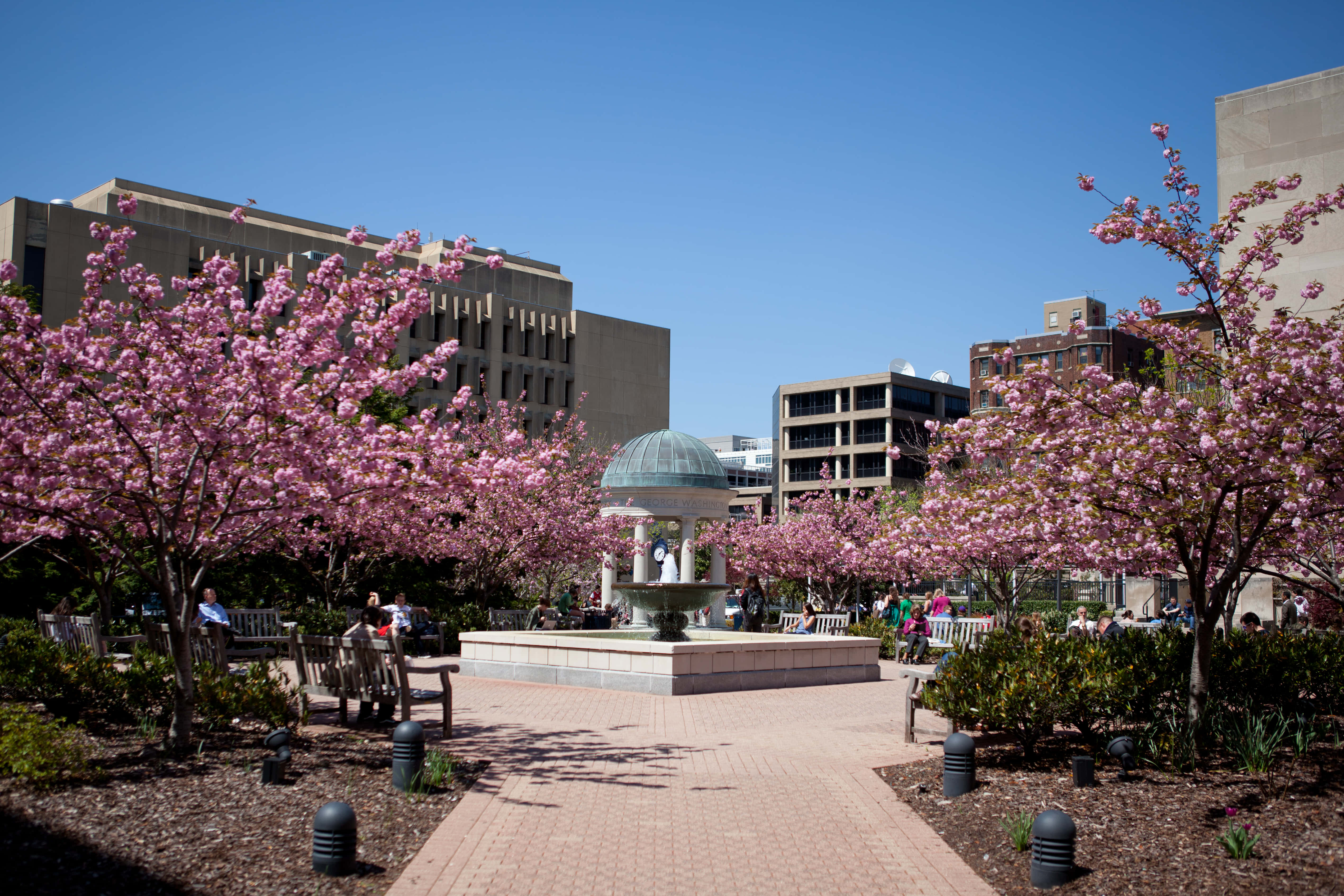 George Washington University, cherry blossom, pink cherry trees, 4K Desktop Wallpaper