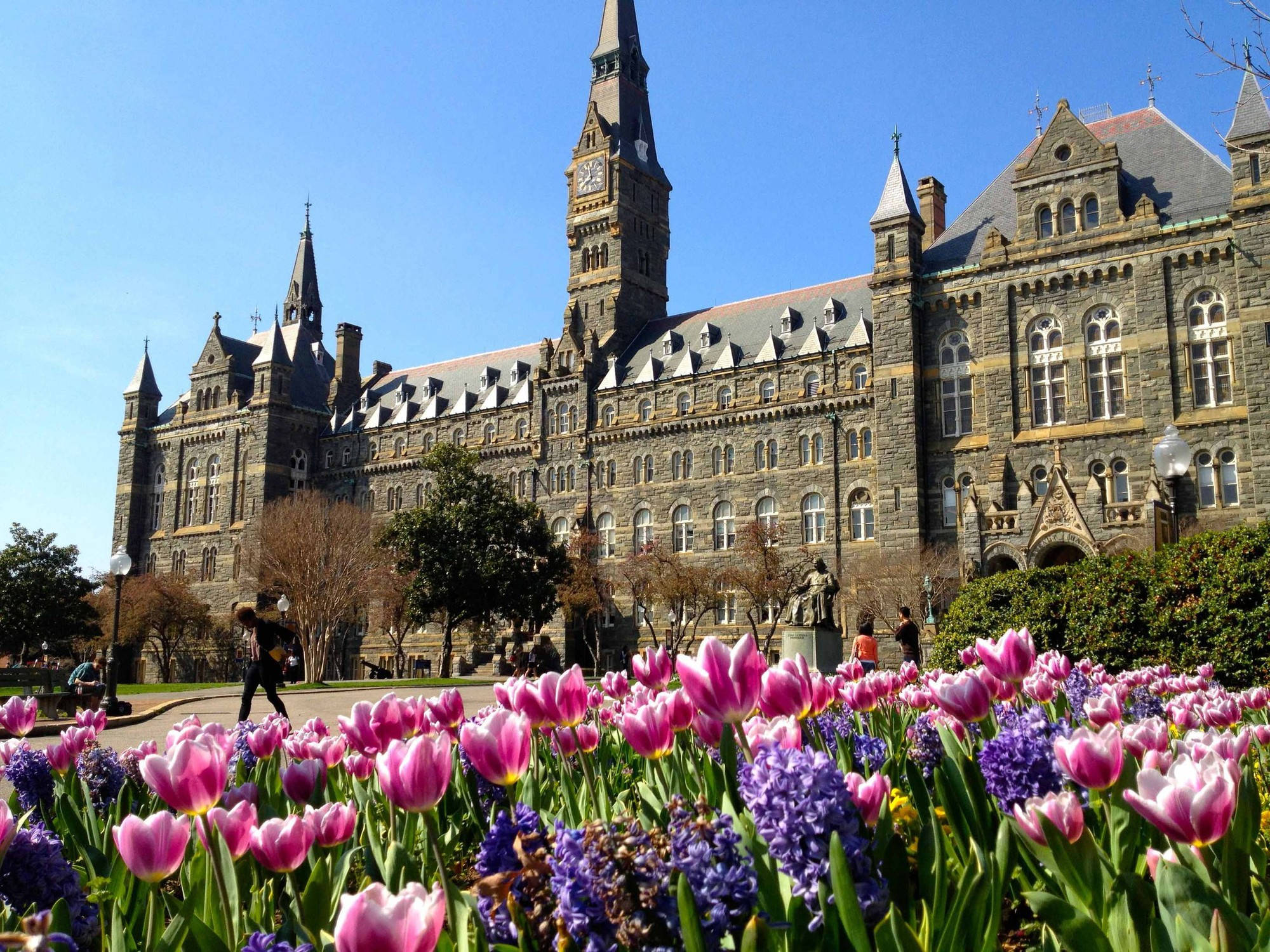 Georgetown, Gothic Revival university building, vibrant pink and purple tulips, Full HD Desktop Wallpaper