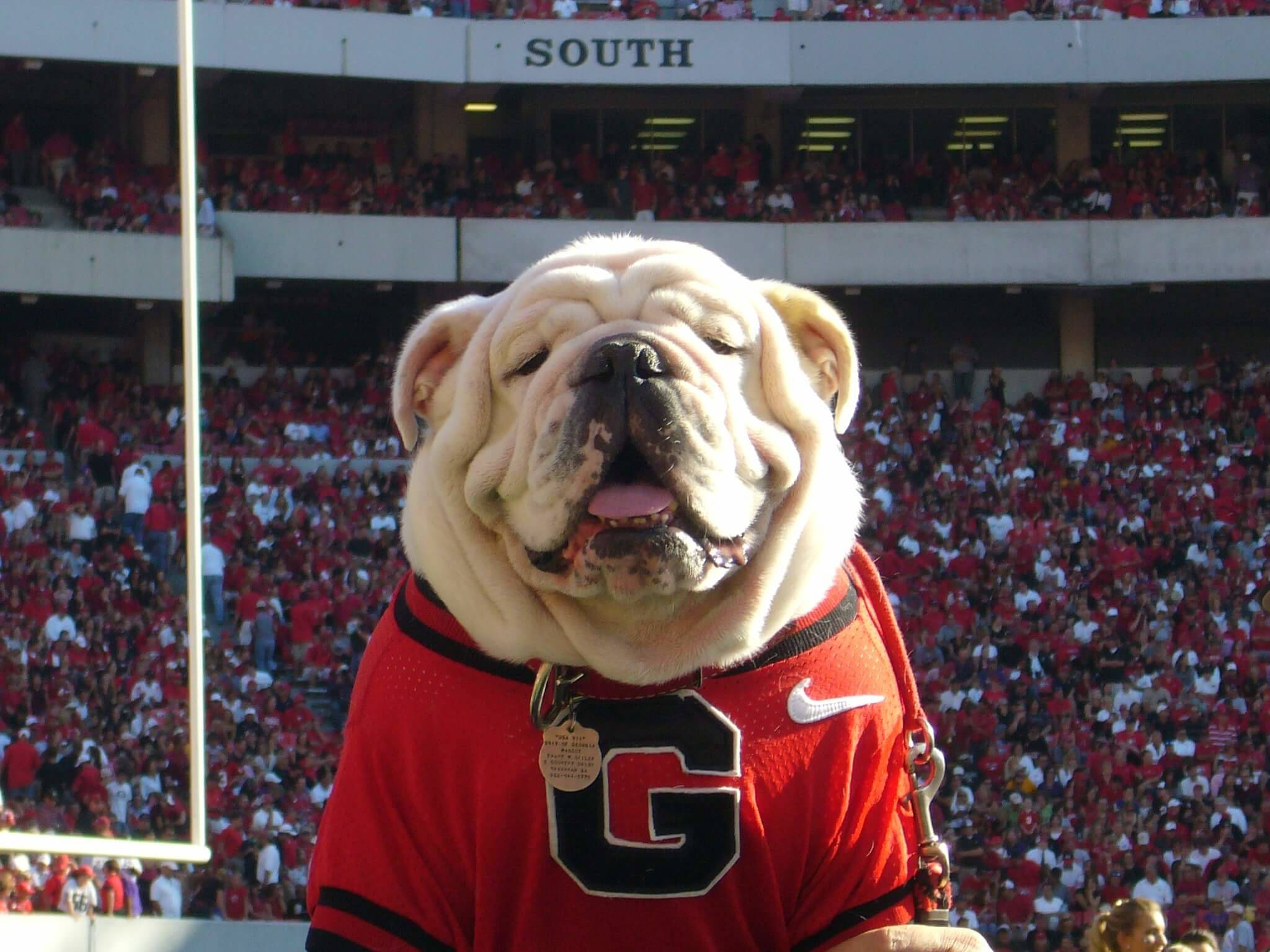Georgia Bulldogs, red Georgia jersey, mascot, Full HD Desktop Wallpaper