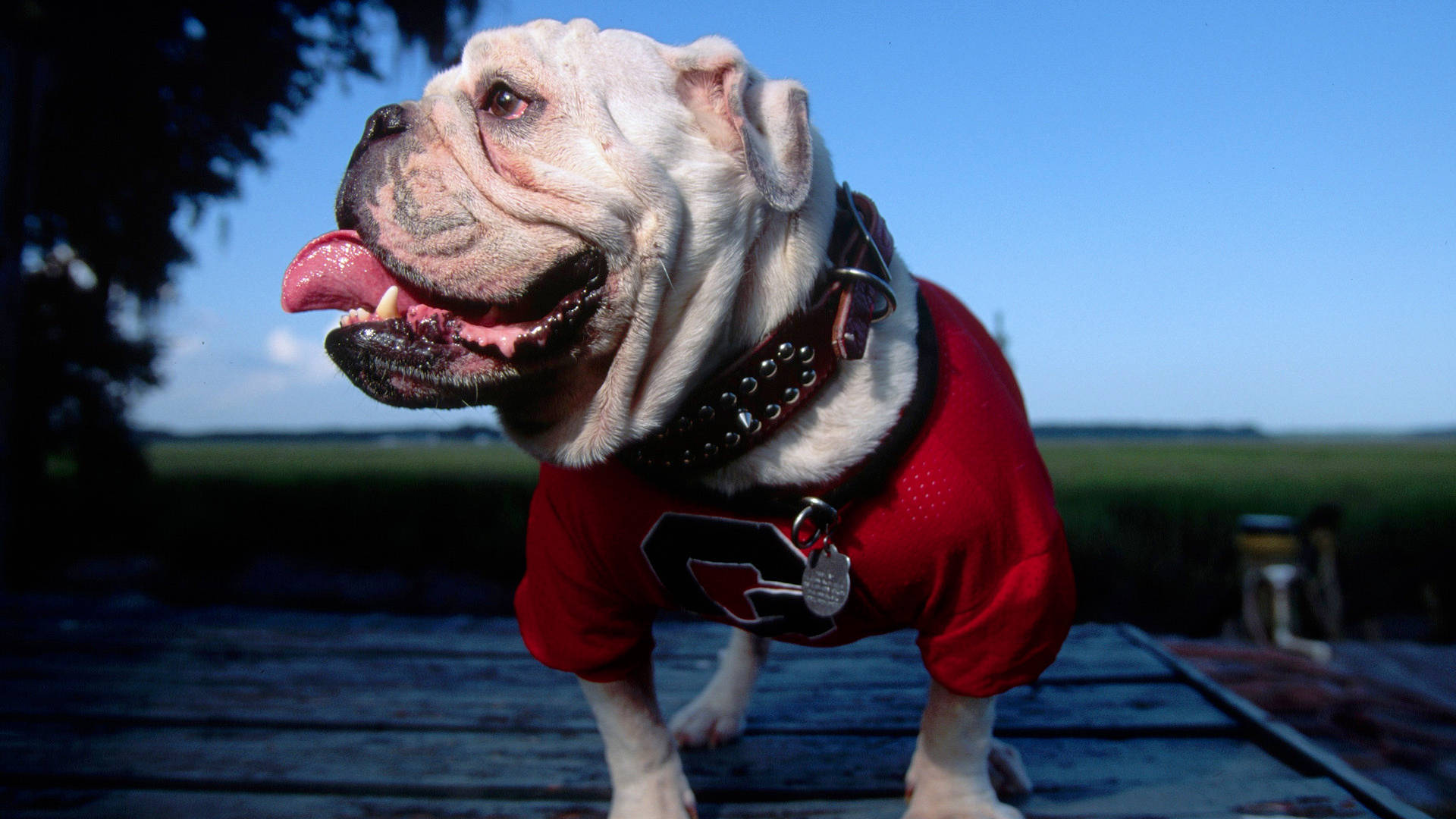Georgia Bulldogs, white bulldog, red jersey pants, Full HD Desktop Wallpaper