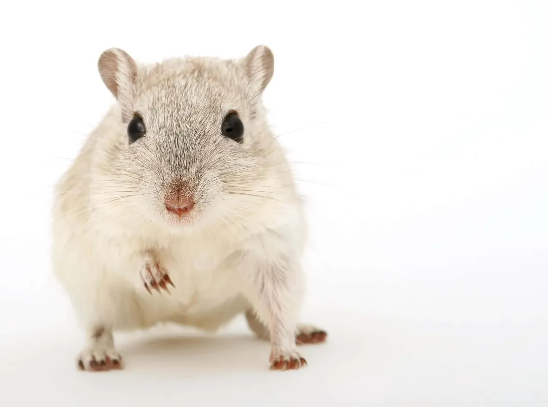 Gerbil