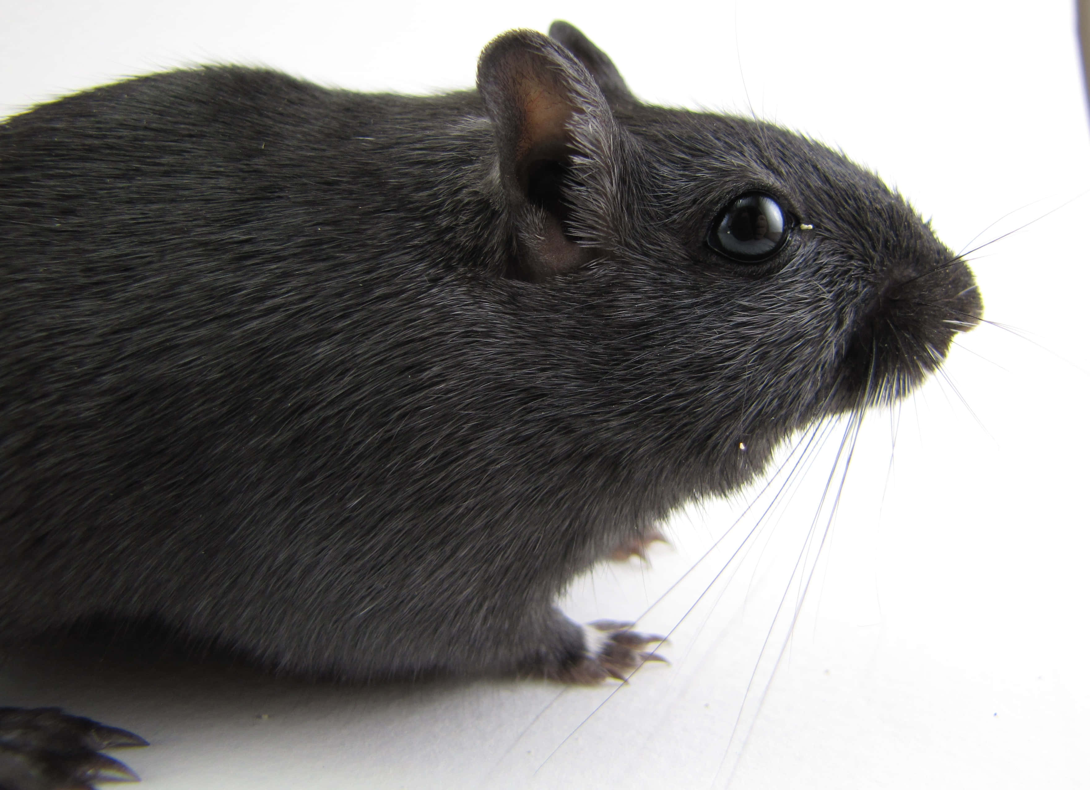 black gerbil, large black eyes, delicate whiskers, 2K Desktop Wallpaper