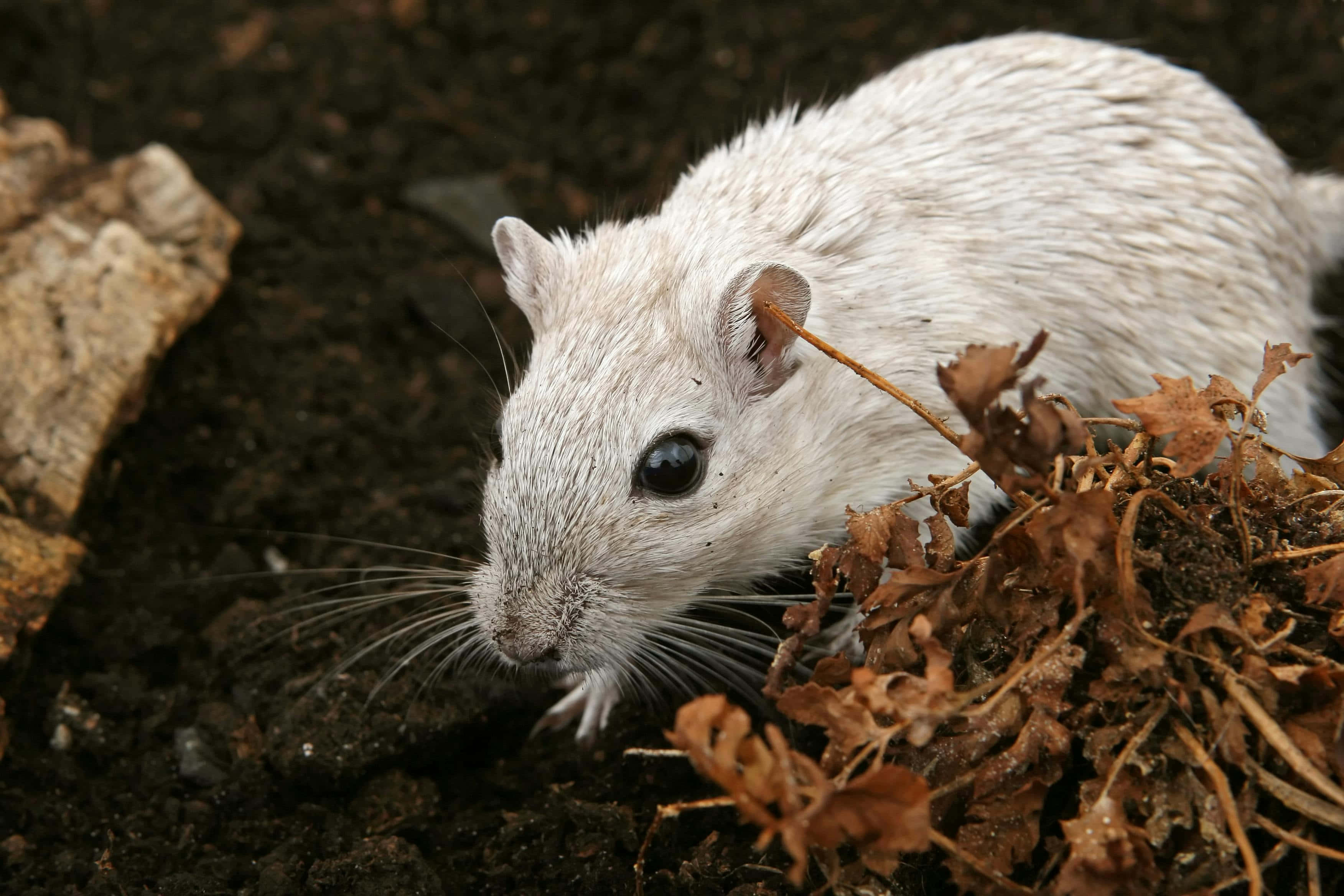 white gerbil, dark eyes, long whiskers, 2K Desktop Wallpaper