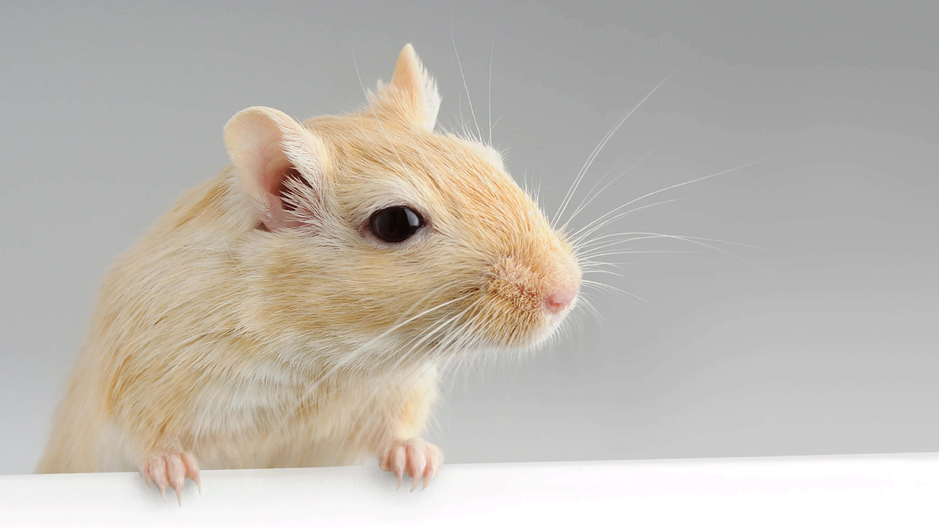 light brown gerbil, white surface, soft gray background, 2K Desktop Wallpaper