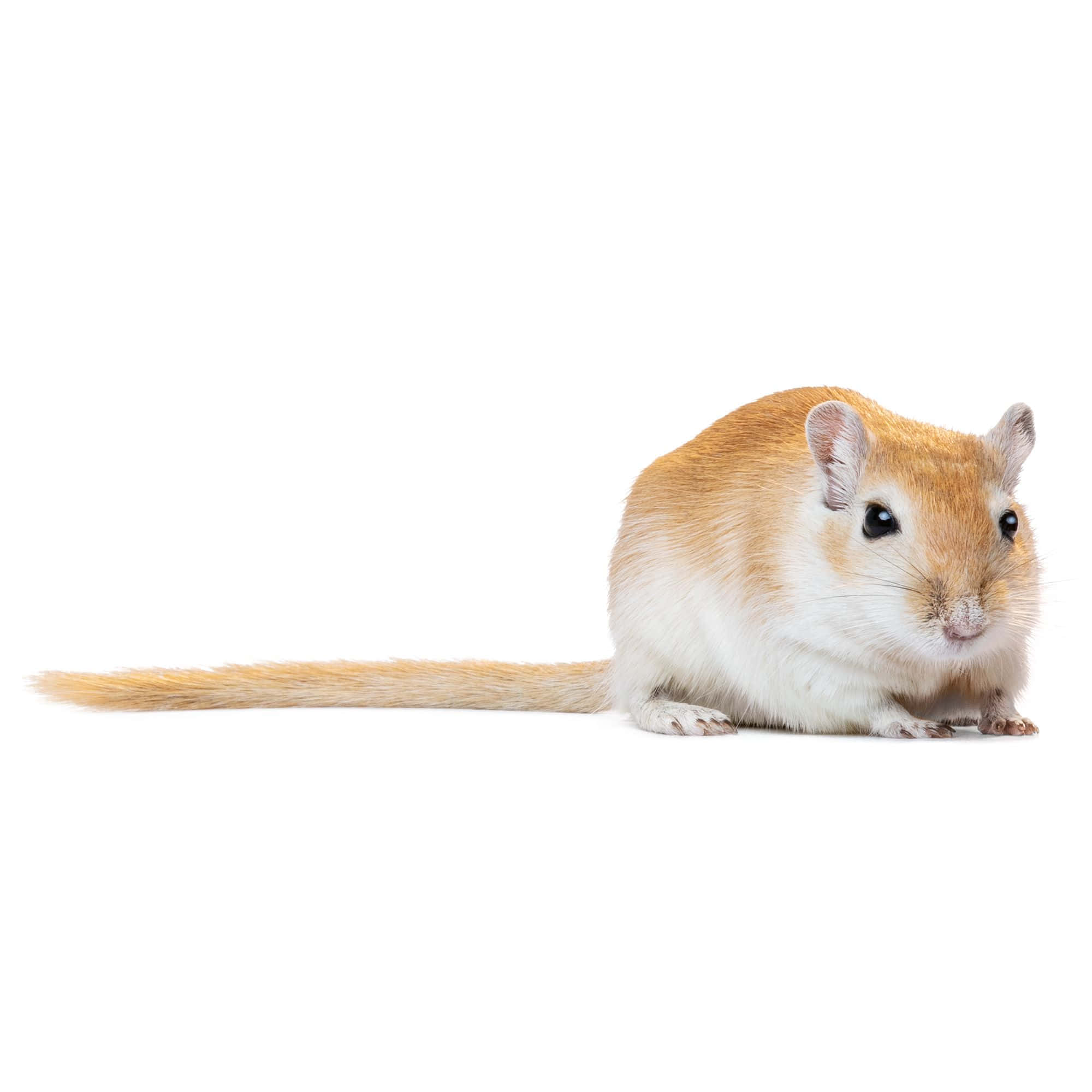 Gerbil, orange and white fur, plain white background, Full HD Desktop Wallpaper