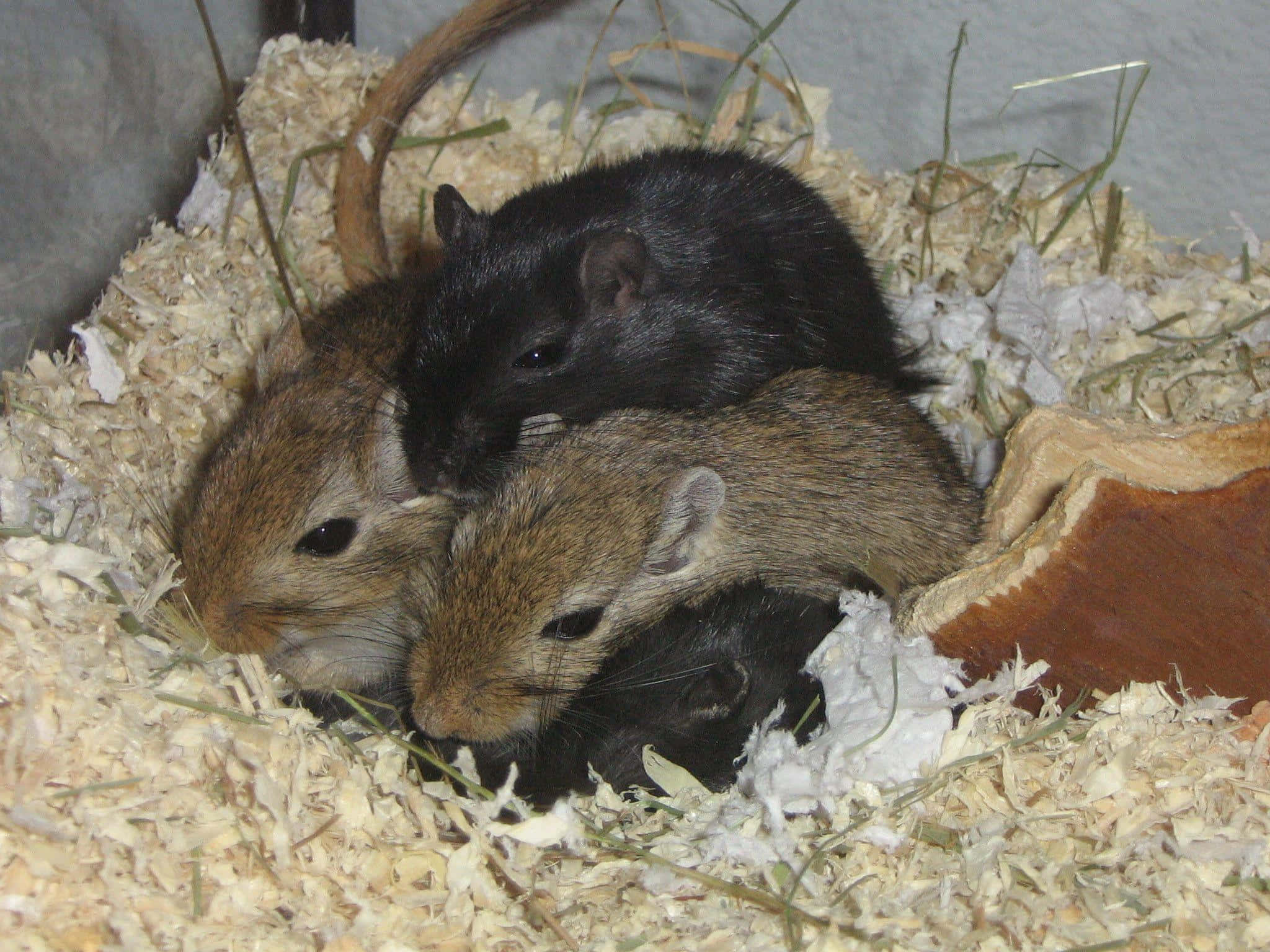 Gerbil, brown and black fur, nest of wood shavings and hay, Full HD Desktop Wallpaper