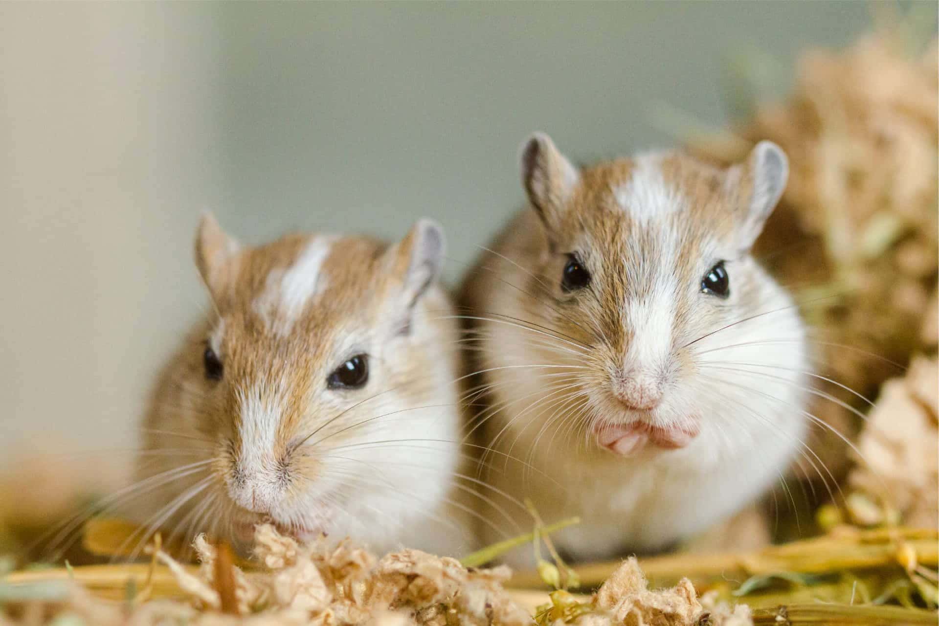 Gerbil, white faces, brown fur, Full HD Desktop Wallpaper