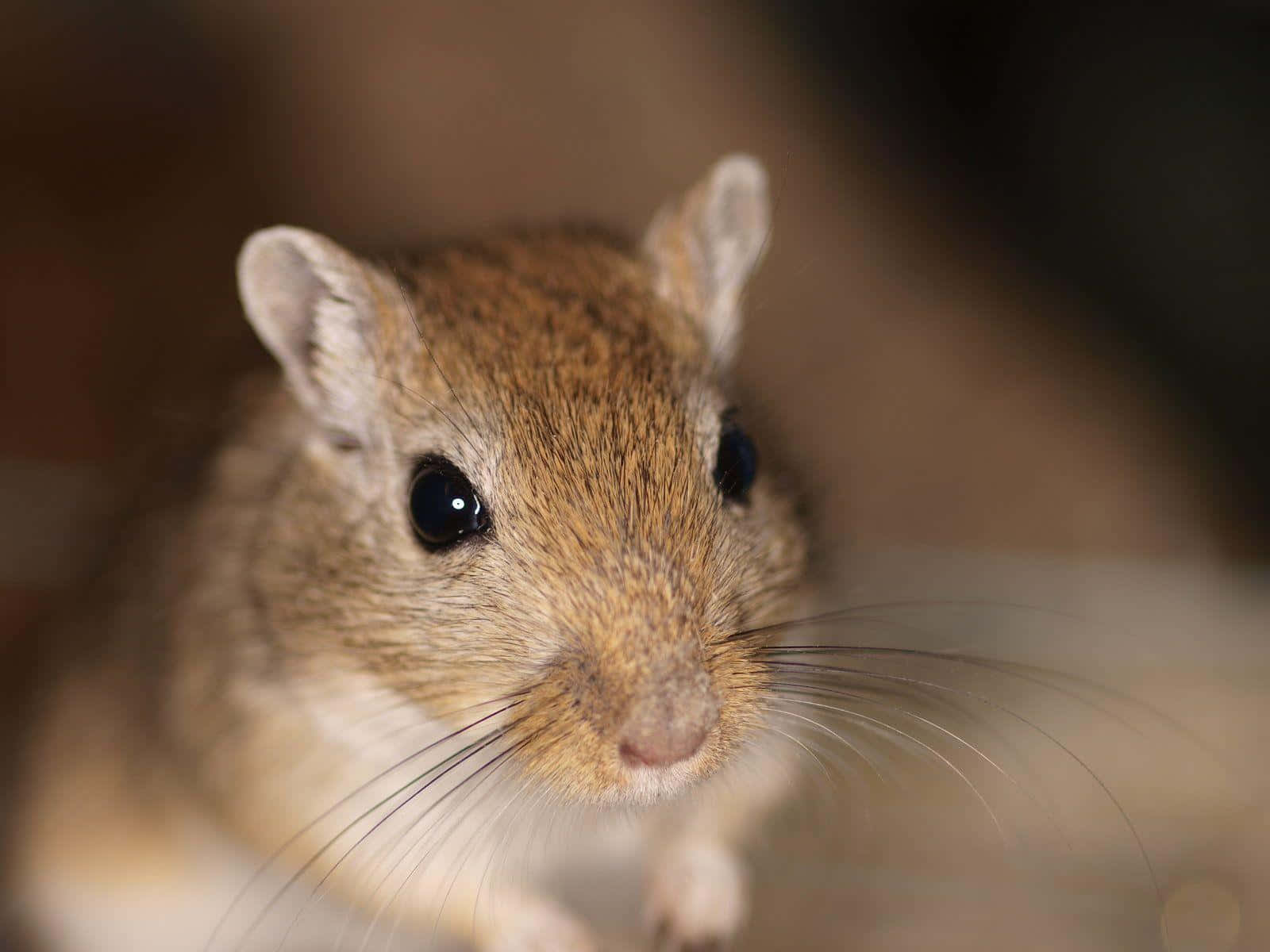 gerbil, brown, dark eyes, HD Desktop Wallpaper