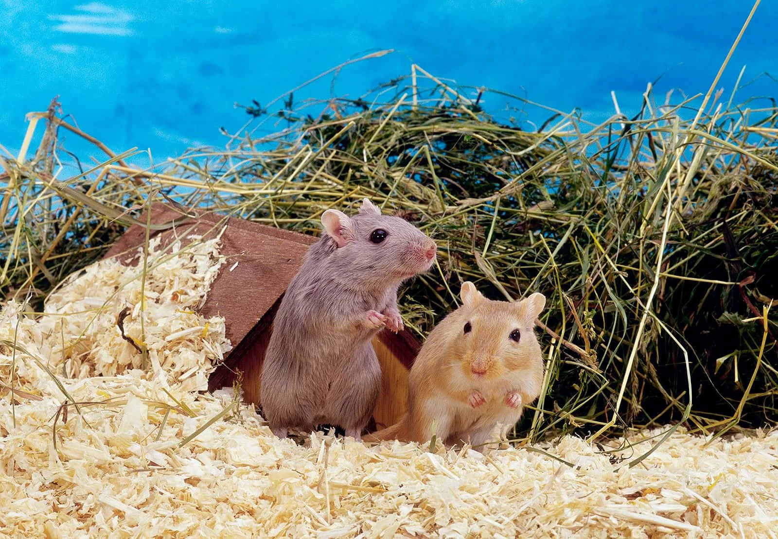Gerbil, wood shavings, hay pile, HD Desktop Wallpaper