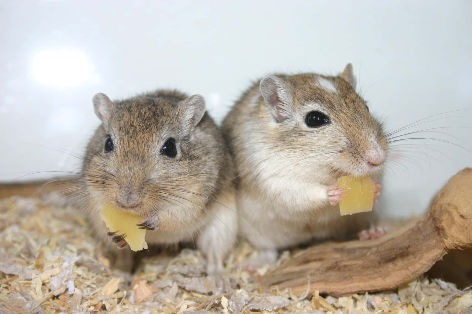 gerbils, brown and white fur, yellow cheese pieces, HD Desktop Wallpaper