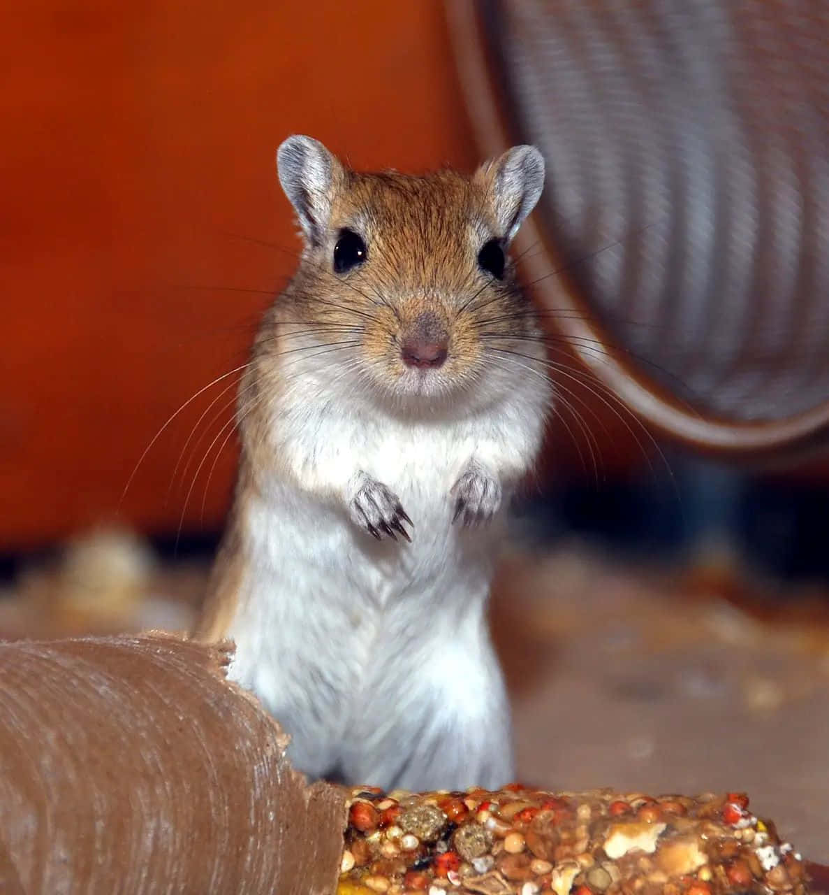 Gerbil, brown and white fur, colorful seed pile, HD Phone Wallpaper