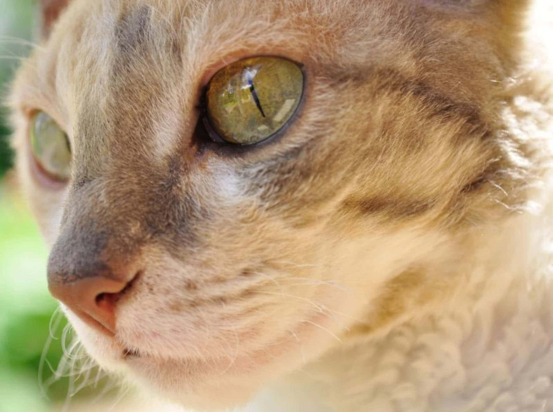 German Rex, tabby cat, green eyes, HD Desktop Wallpaper