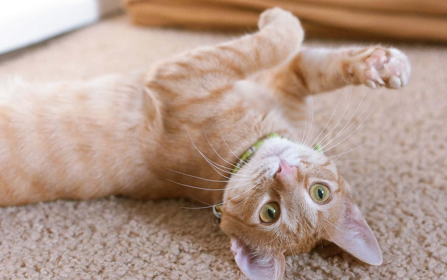 German Rex, orange tabby, beige carpet, HD Desktop Wallpaper