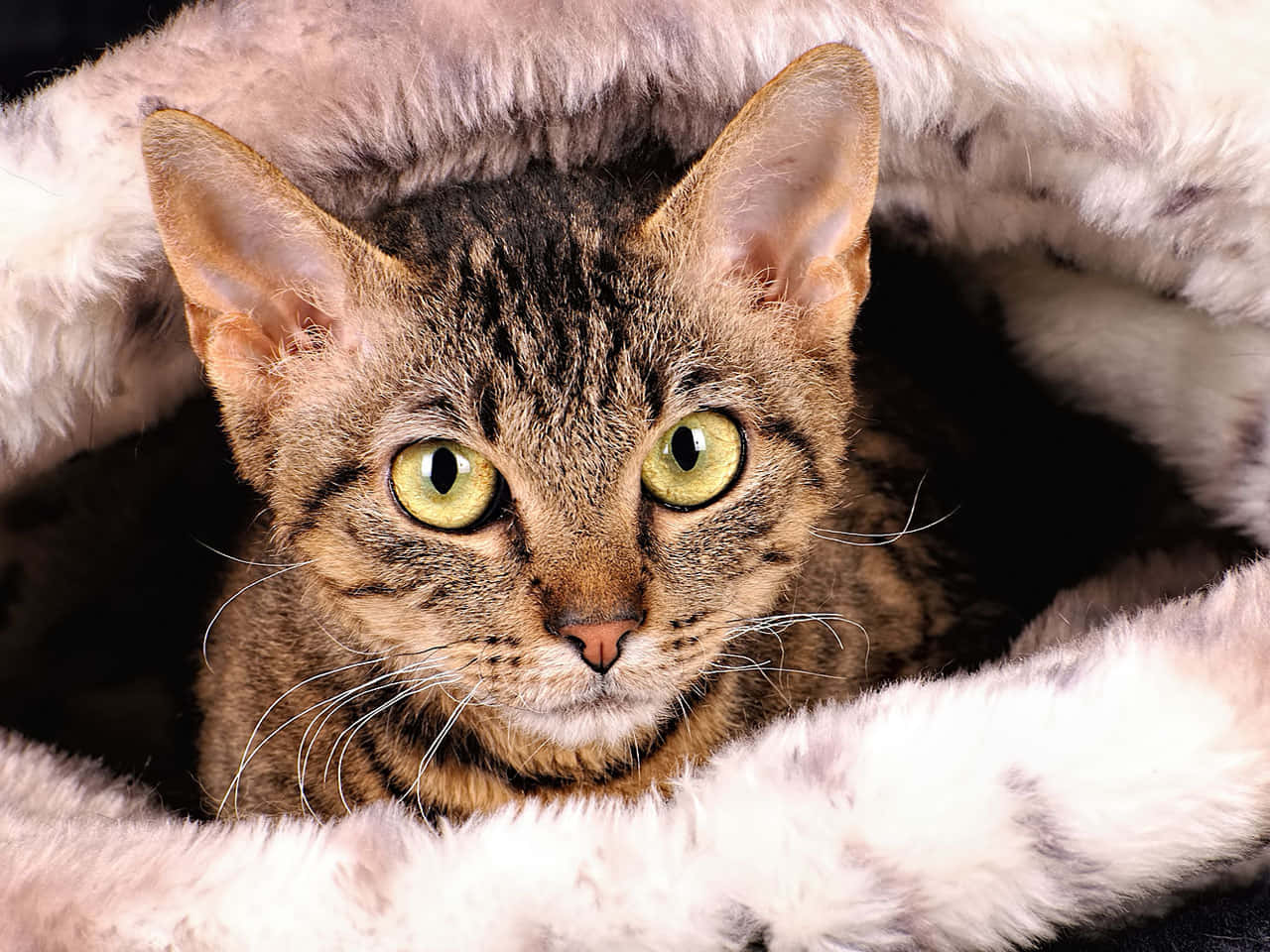 German Rex, tabby cat, striking green eyes, HD Desktop Wallpaper