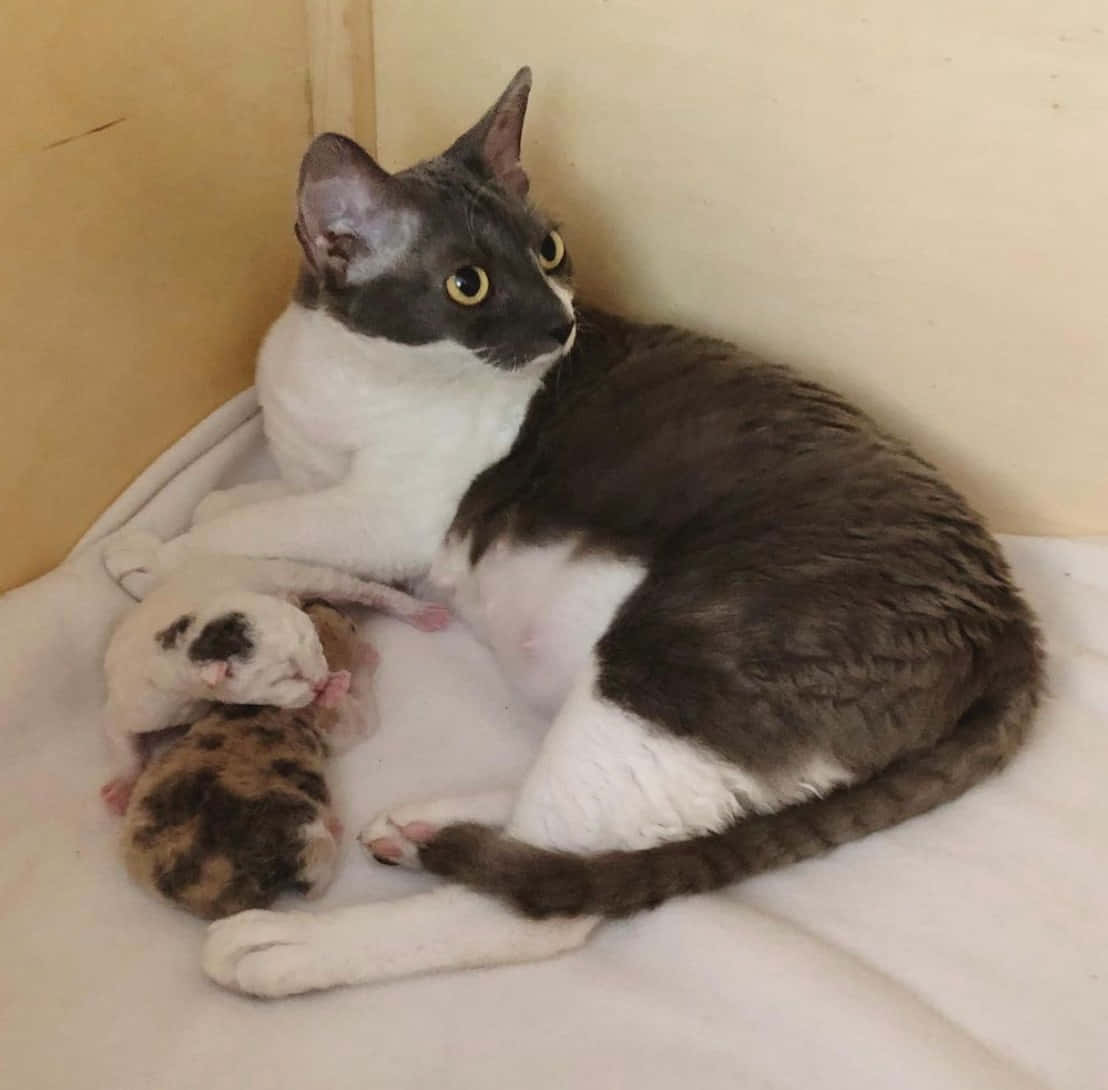 German Rex, gray and white cat, newborn kittens, SD Desktop Wallpaper