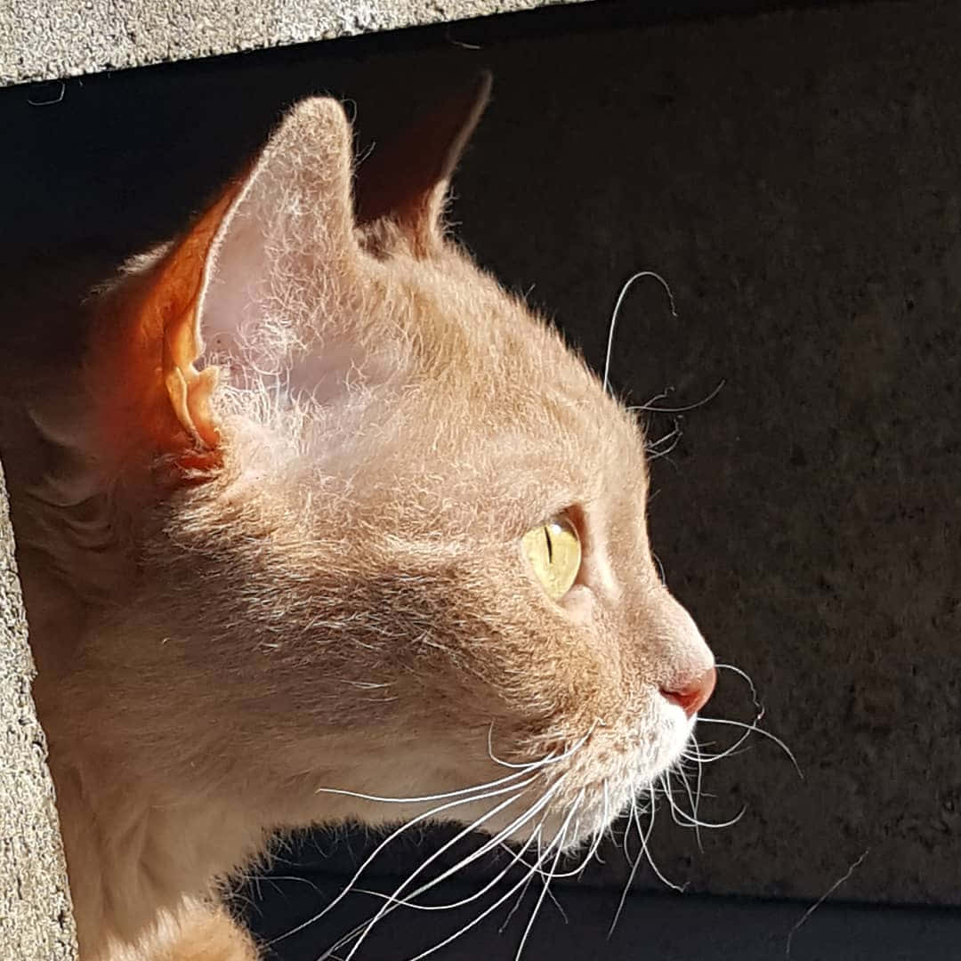 German Rex, ginger cat, concrete crevice, SD Desktop Wallpaper
