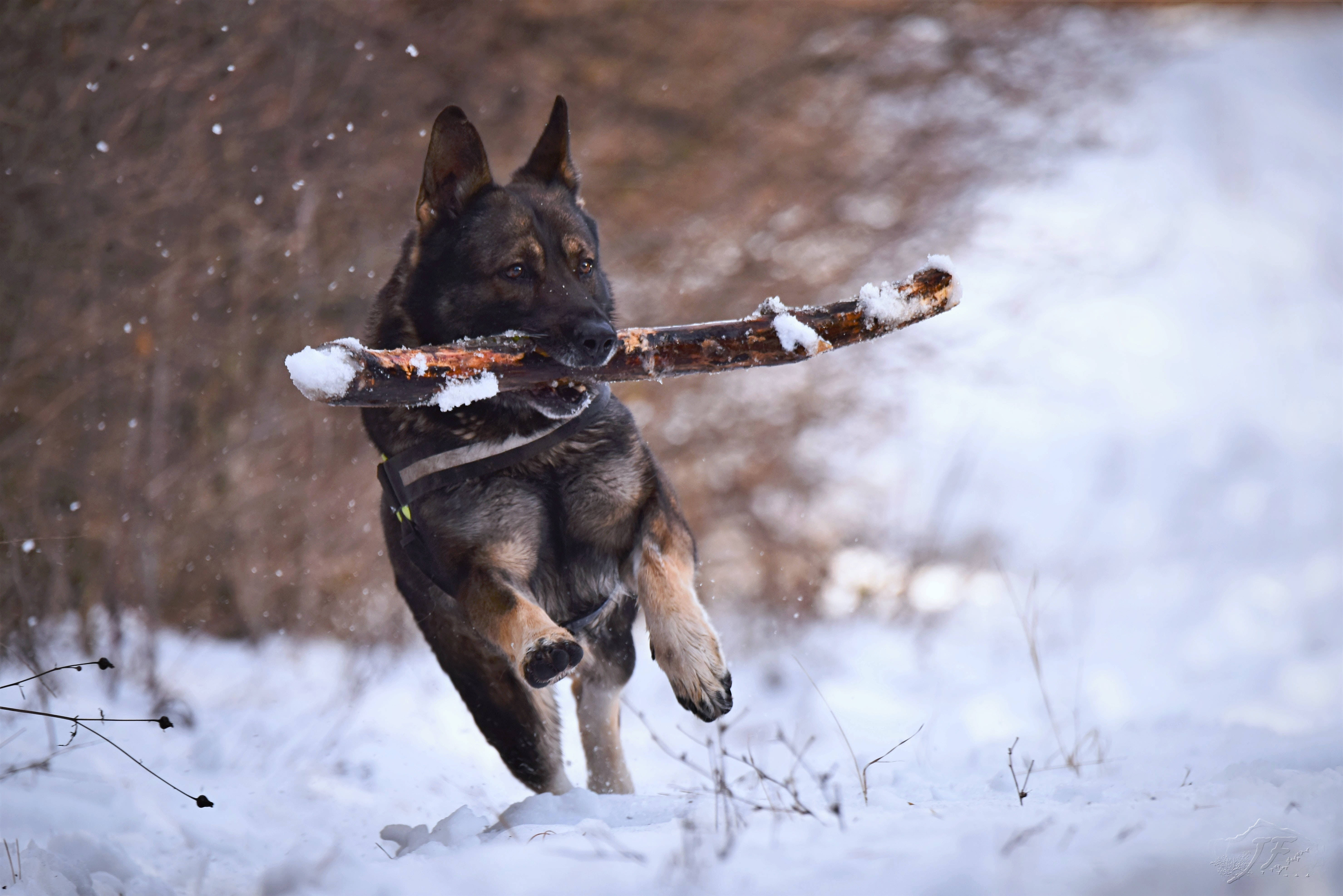 German Shepherd Dog, snowy woods, snow-dusted stick, 5K Desktop Wallpaper