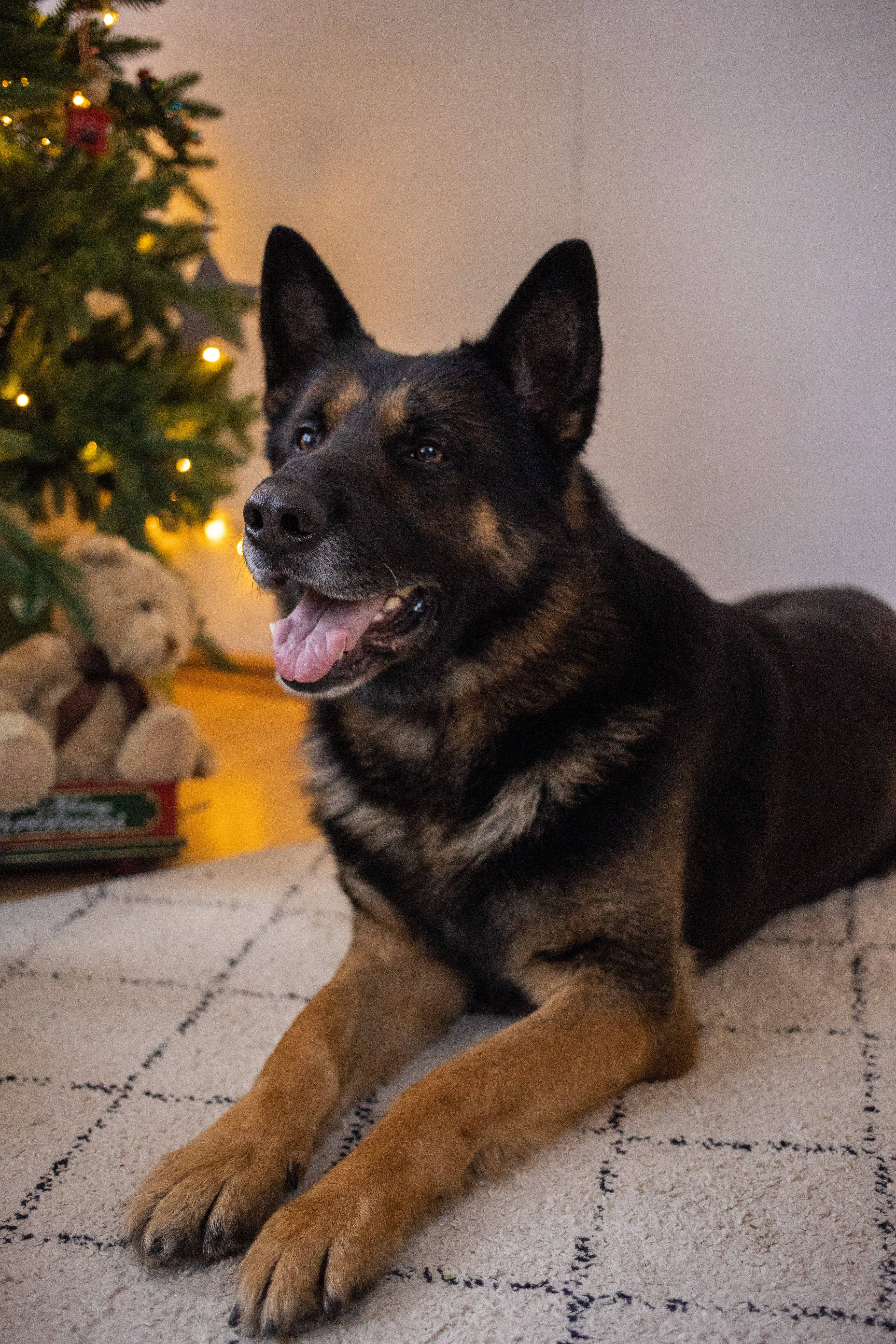 German Shepherd Dog, Christmas tree, patterned rug, 5K Phone Wallpaper