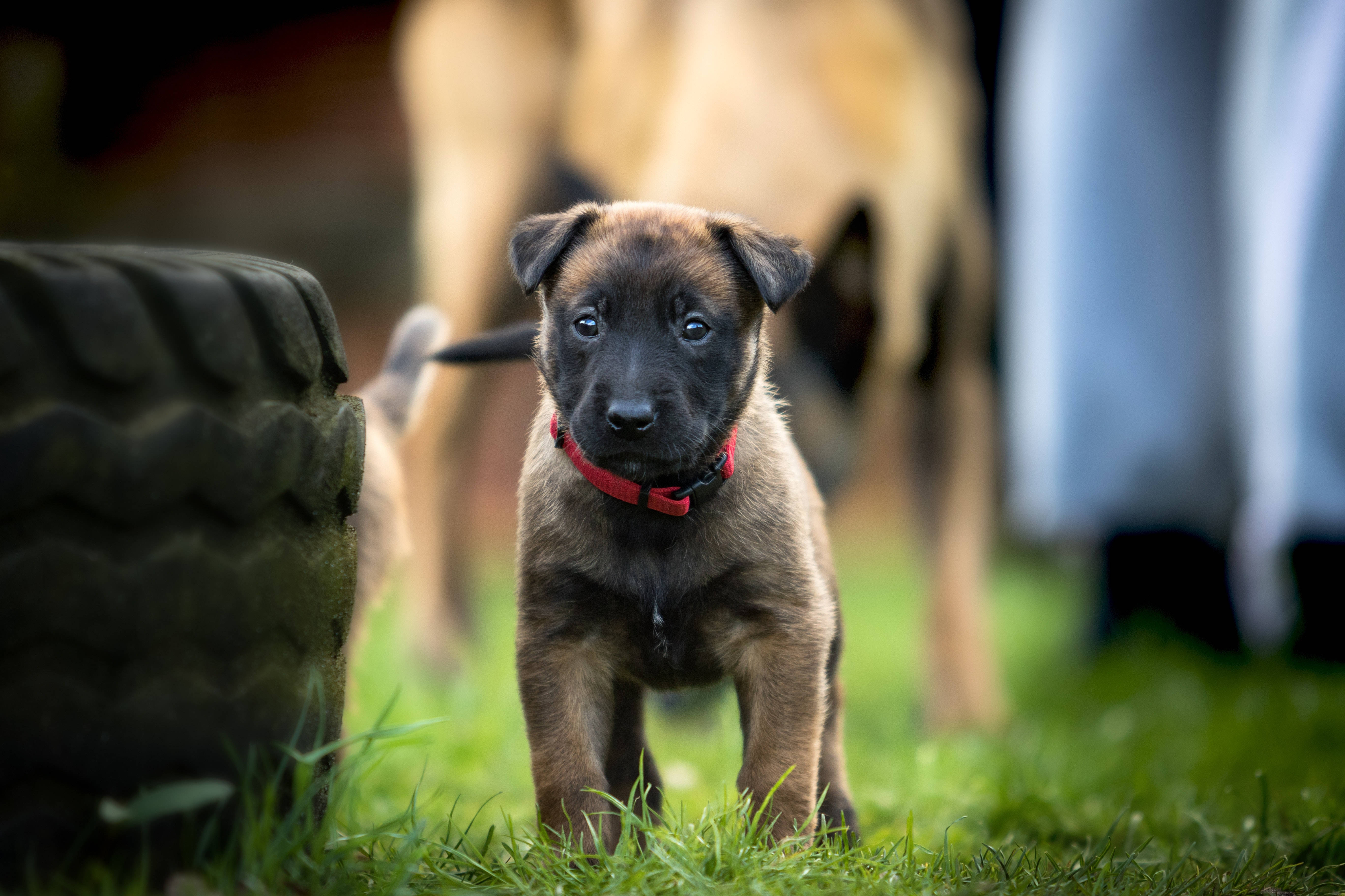 German Shepherd Dog, red collar, fawn and black, 5K Desktop Wallpaper