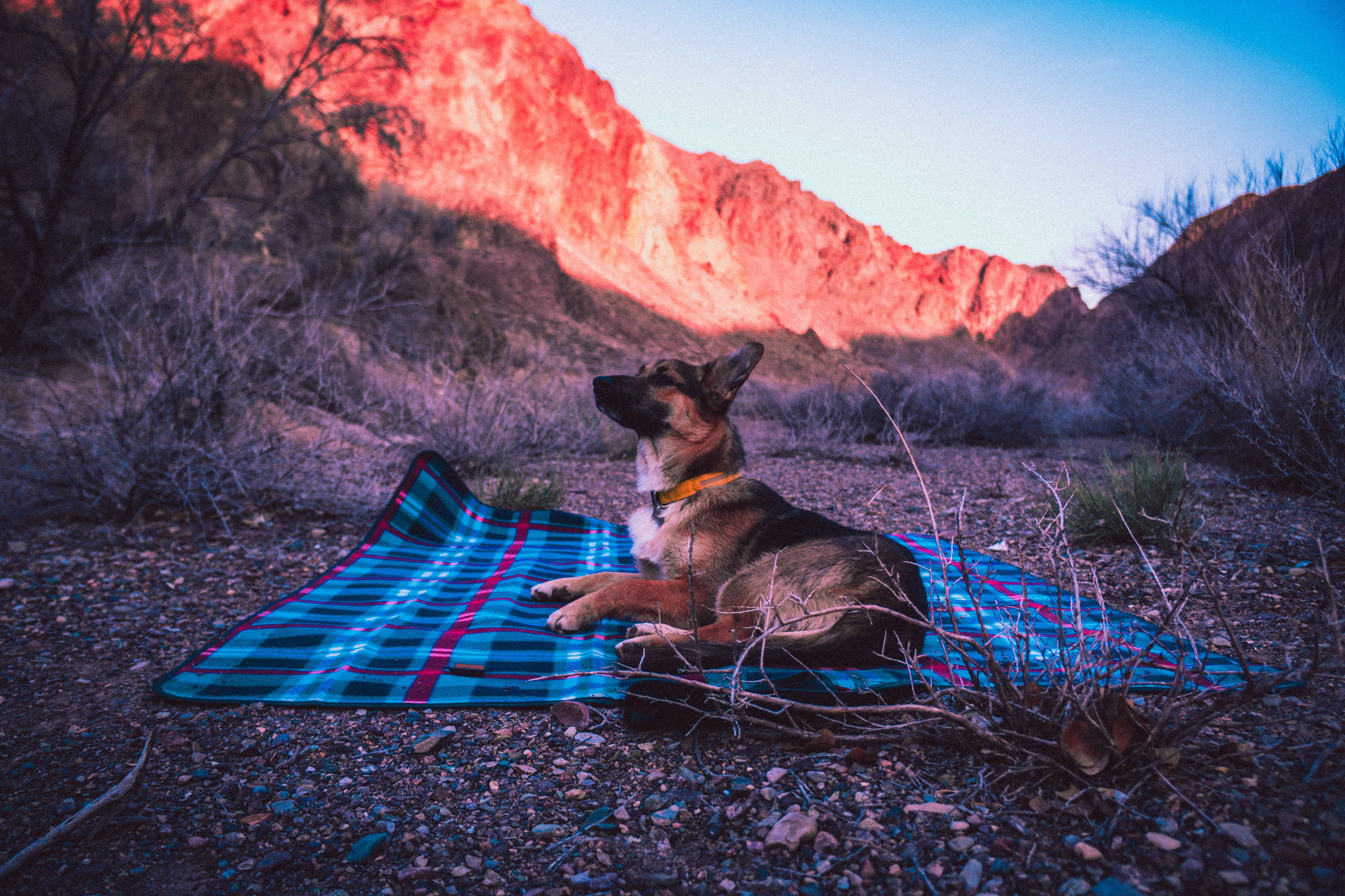 German Shepherd Dog, blue plaid blanket, sunlit red rock formations, 5K Desktop Wallpaper