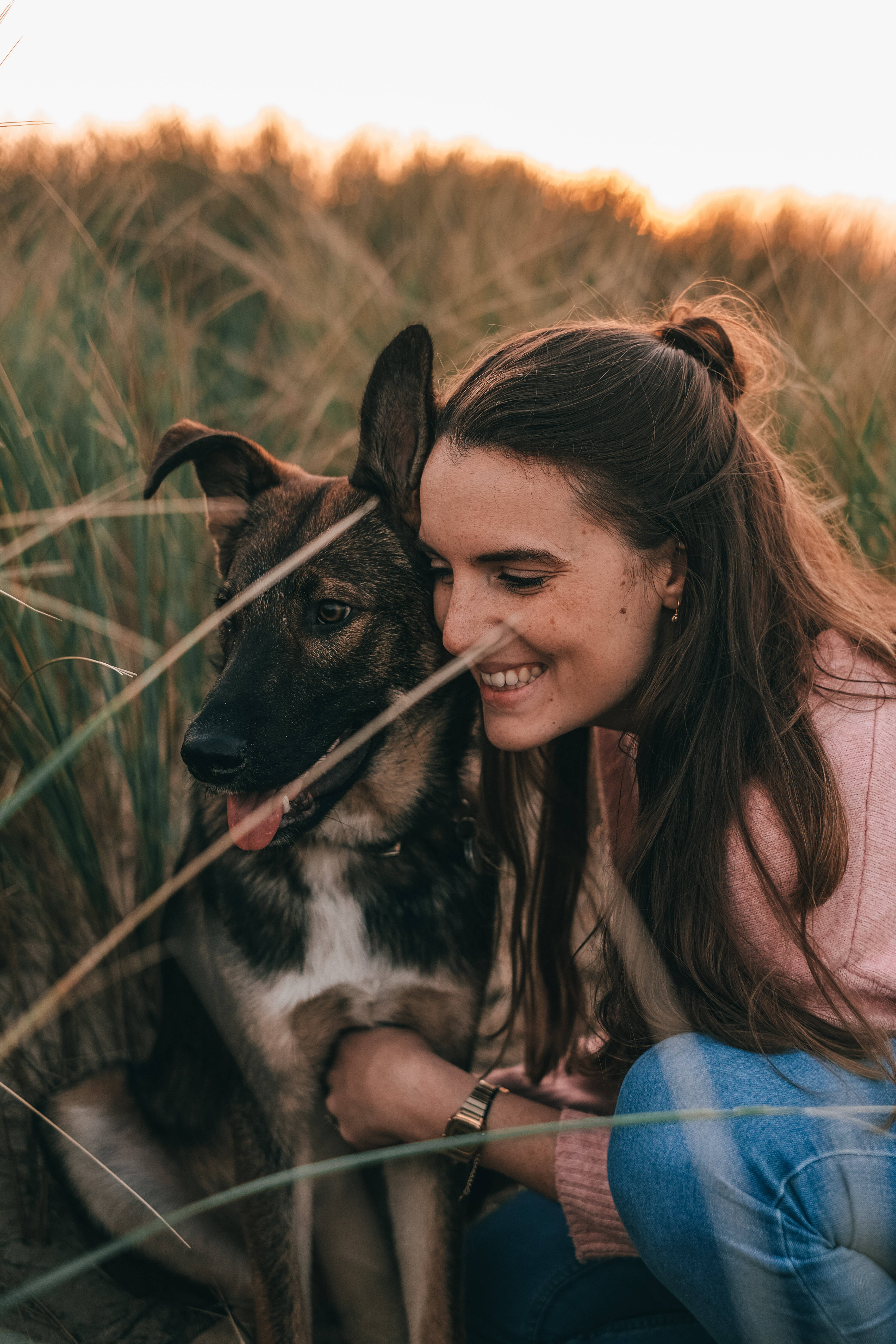German Shepherd Dog, pink sweater, tall golden grass, 5K Phone Wallpaper
