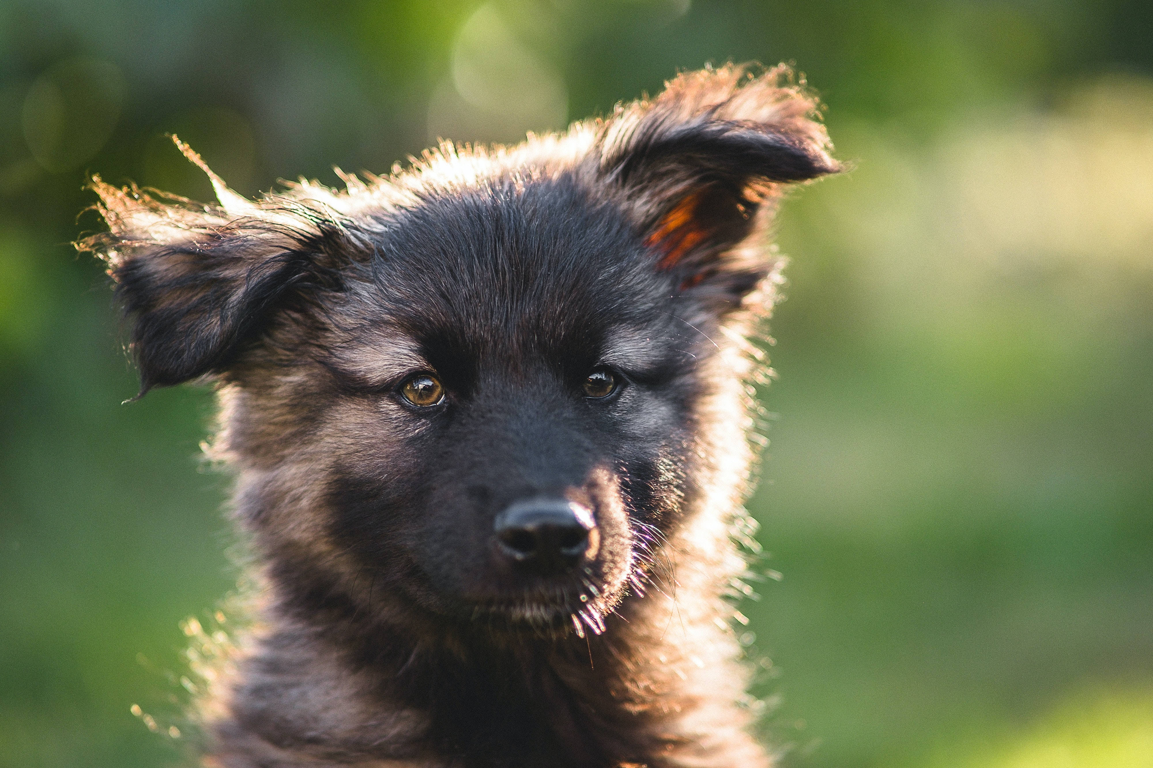 German Shepherd Dog, fluffy black puppy, golden eyes, 4K Desktop Wallpaper