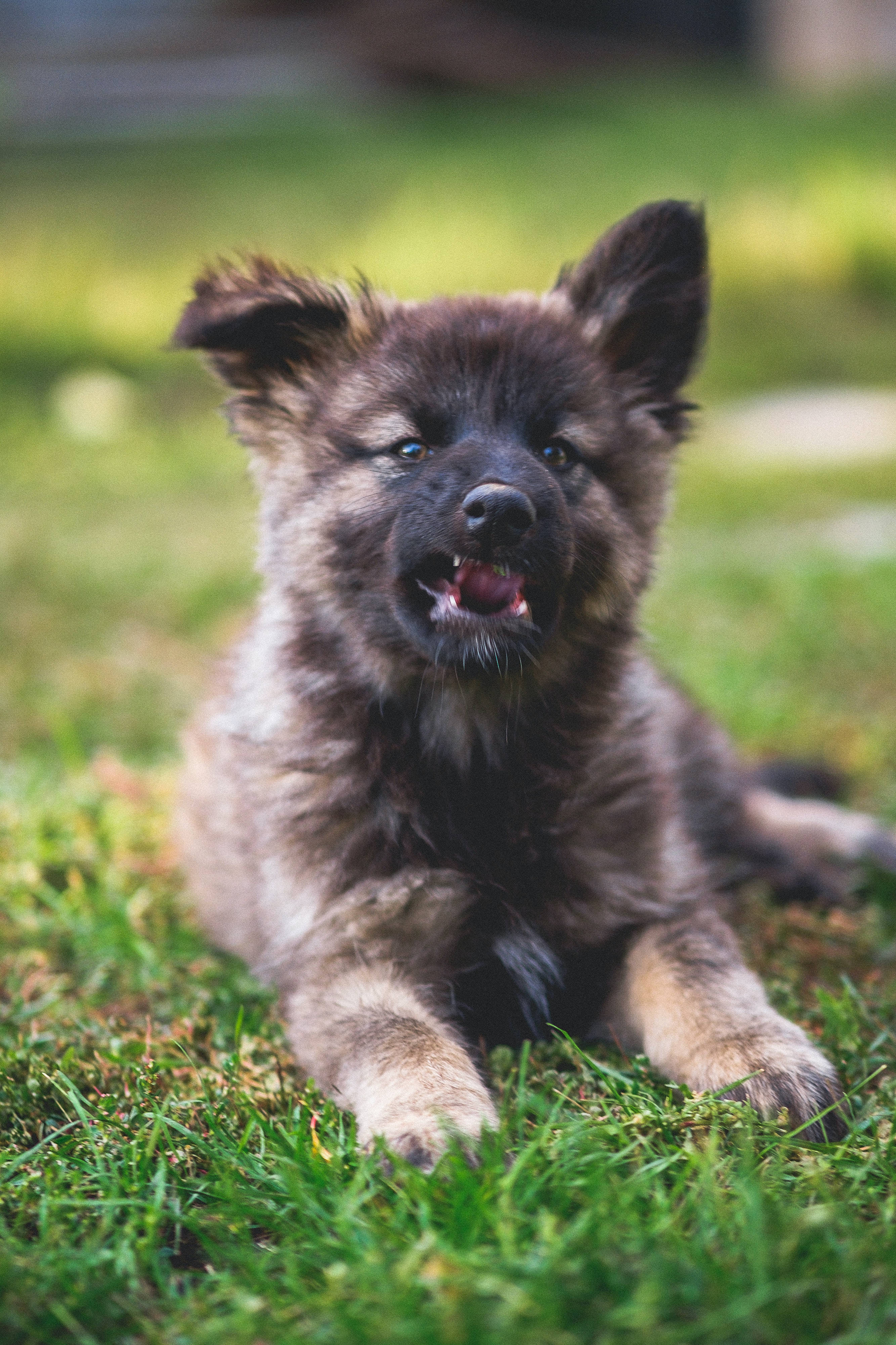 German Shepherd Dog, puppy, dark, 4K Phone Wallpaper