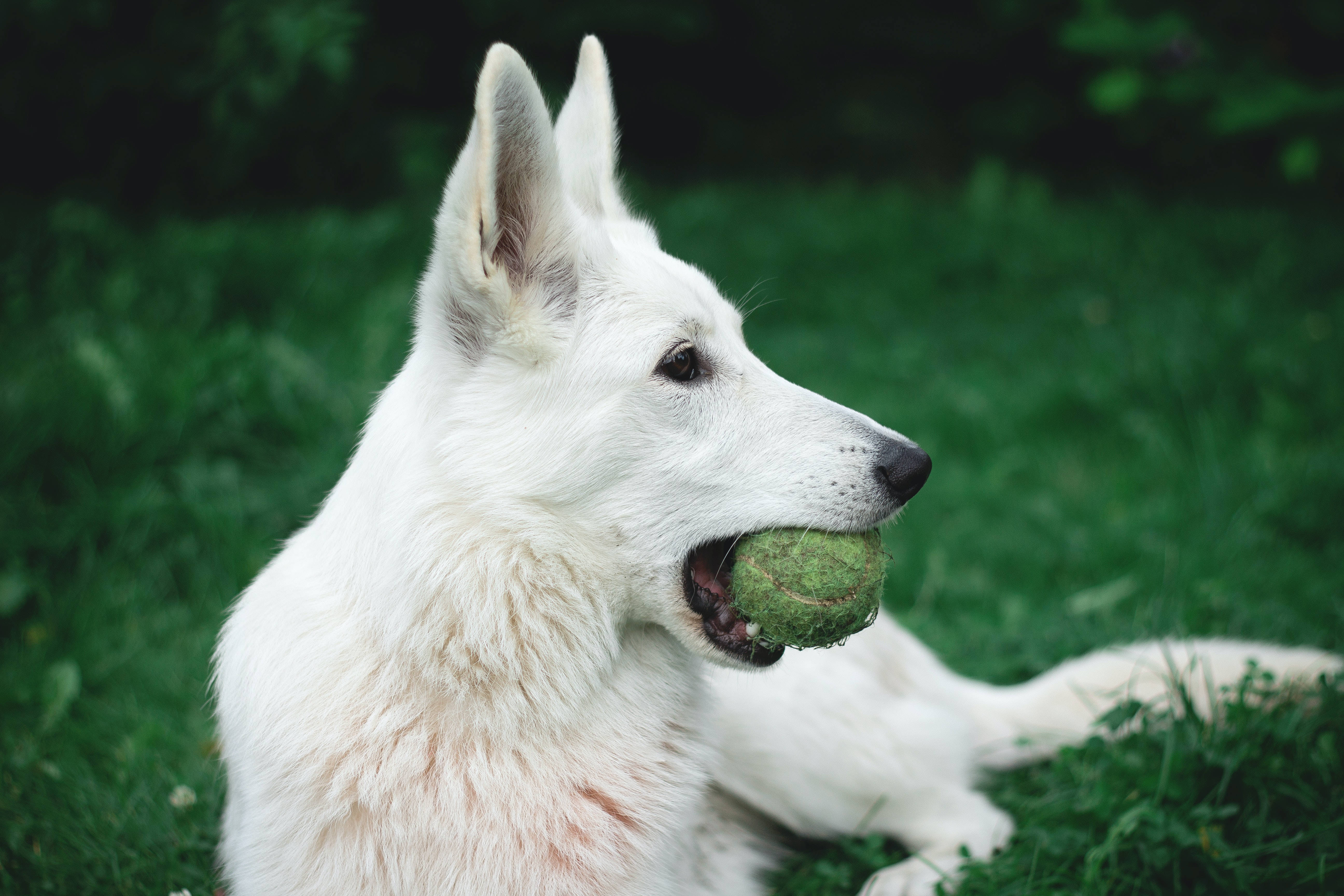 German Shepherd Dog, green tennis ball, grass, 5K Desktop Wallpaper