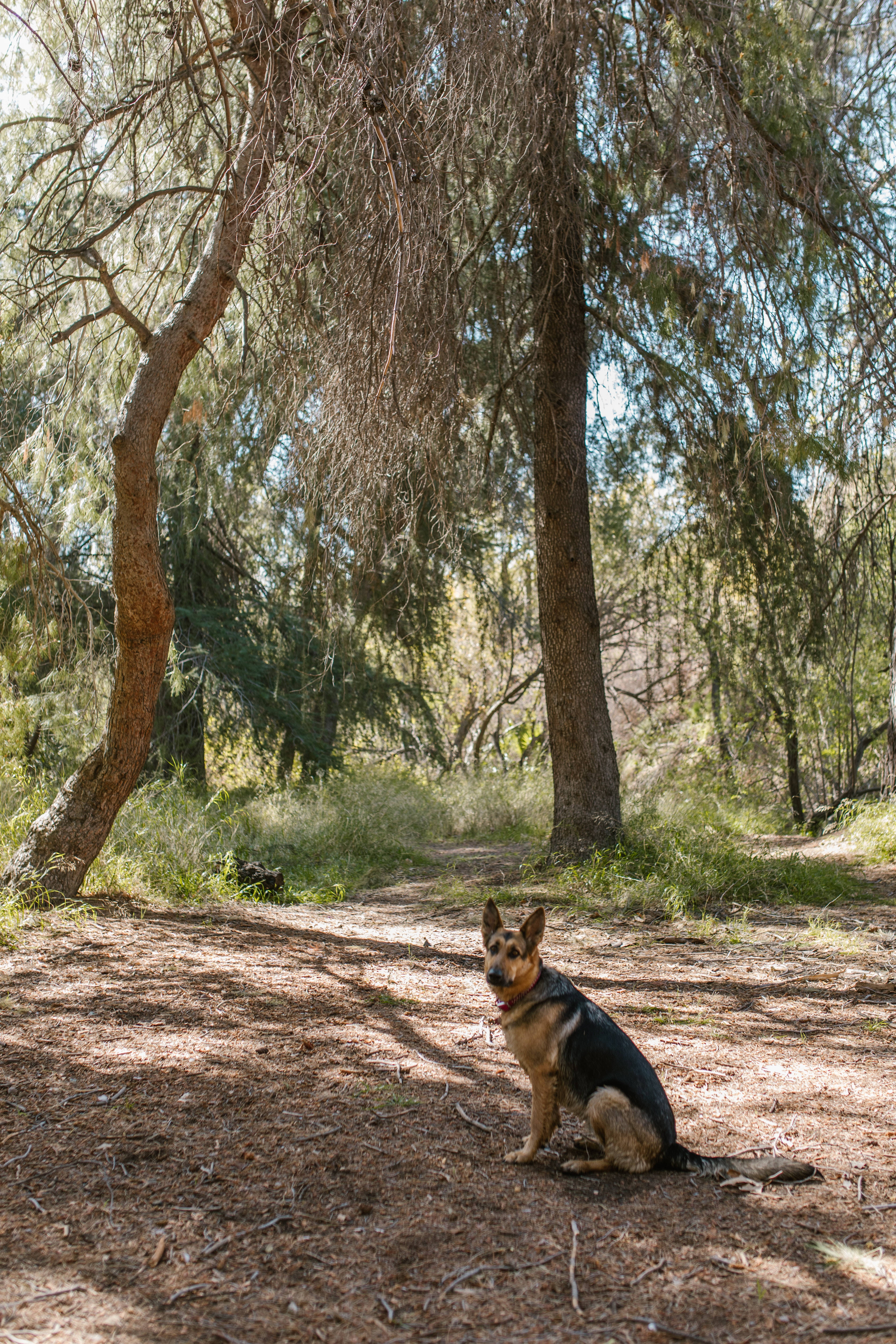 German Shepherd Dog, sun-dappled forest trail, tall trees, 5K Phone Wallpaper