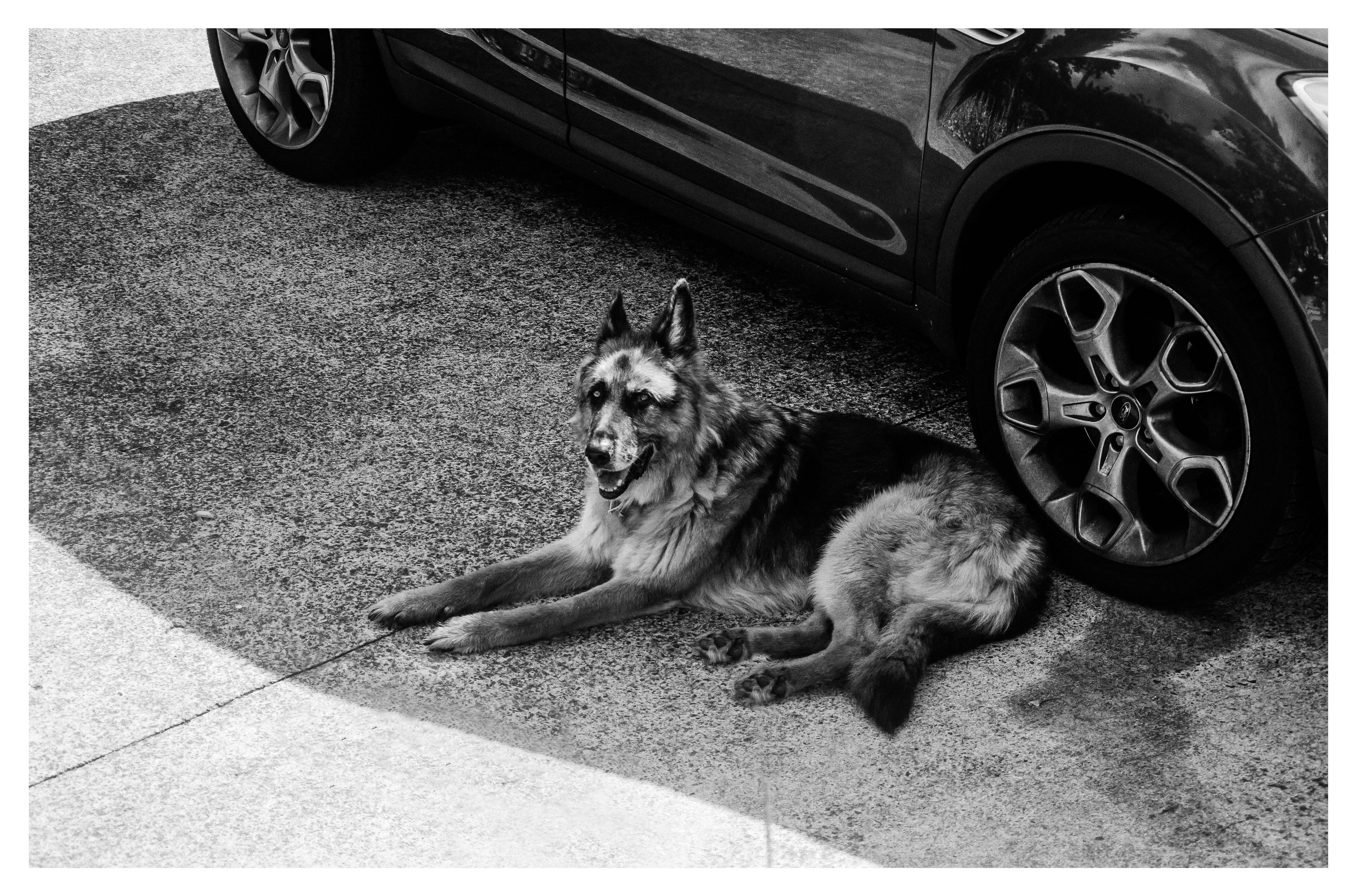 German Shepherd Dog, textured pavement, sleek car, 4K Desktop Wallpaper
