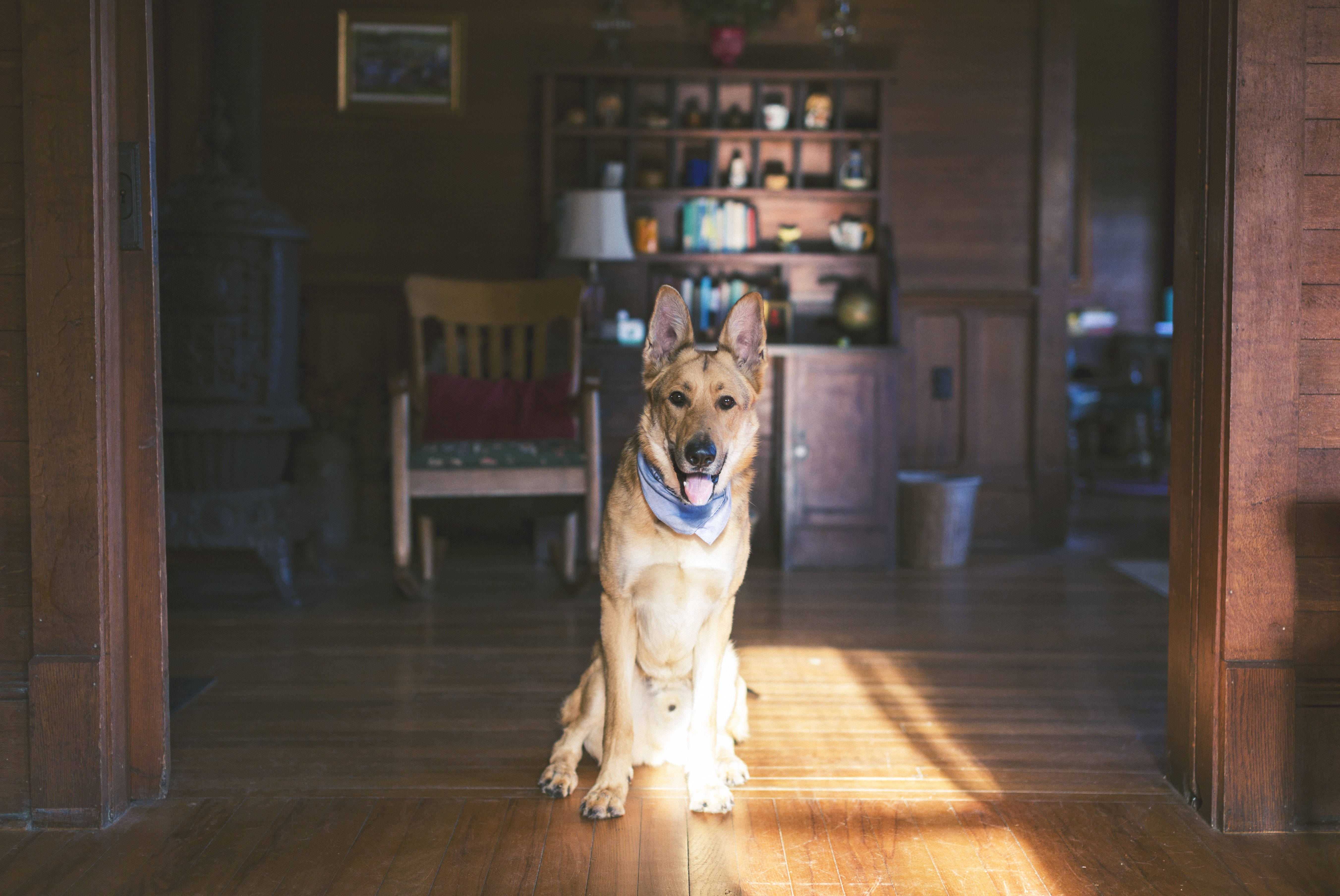 German Shepherd dog, bandana, sunlit wooden doorway, 5K Desktop Wallpaper